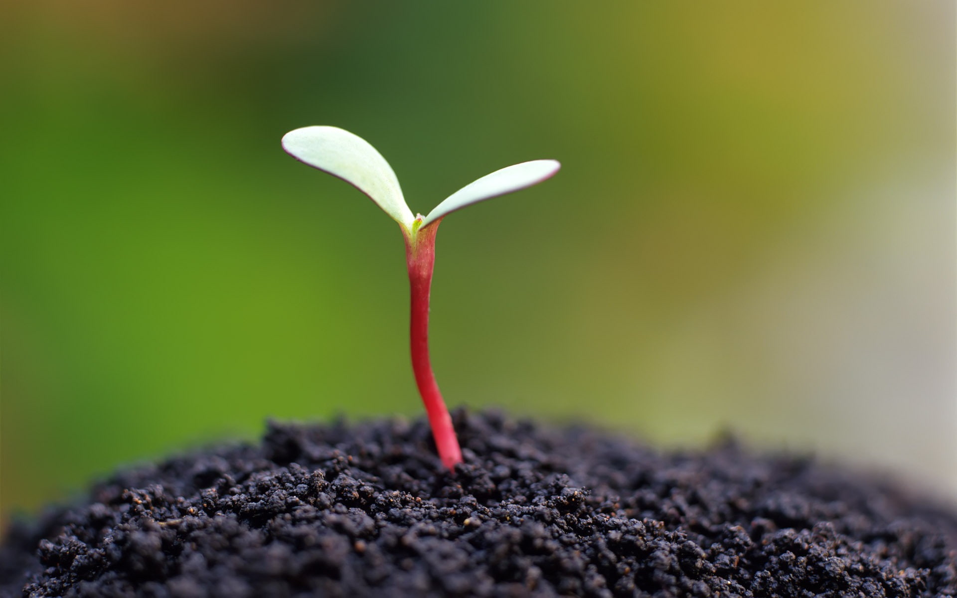 eye, selective focus, vulnerability, computer, 1080P, botany, petaled, outdoors, close-up, sapling, seedling, no people, desktop, yellow, shoots, plant, HD Wallpaper