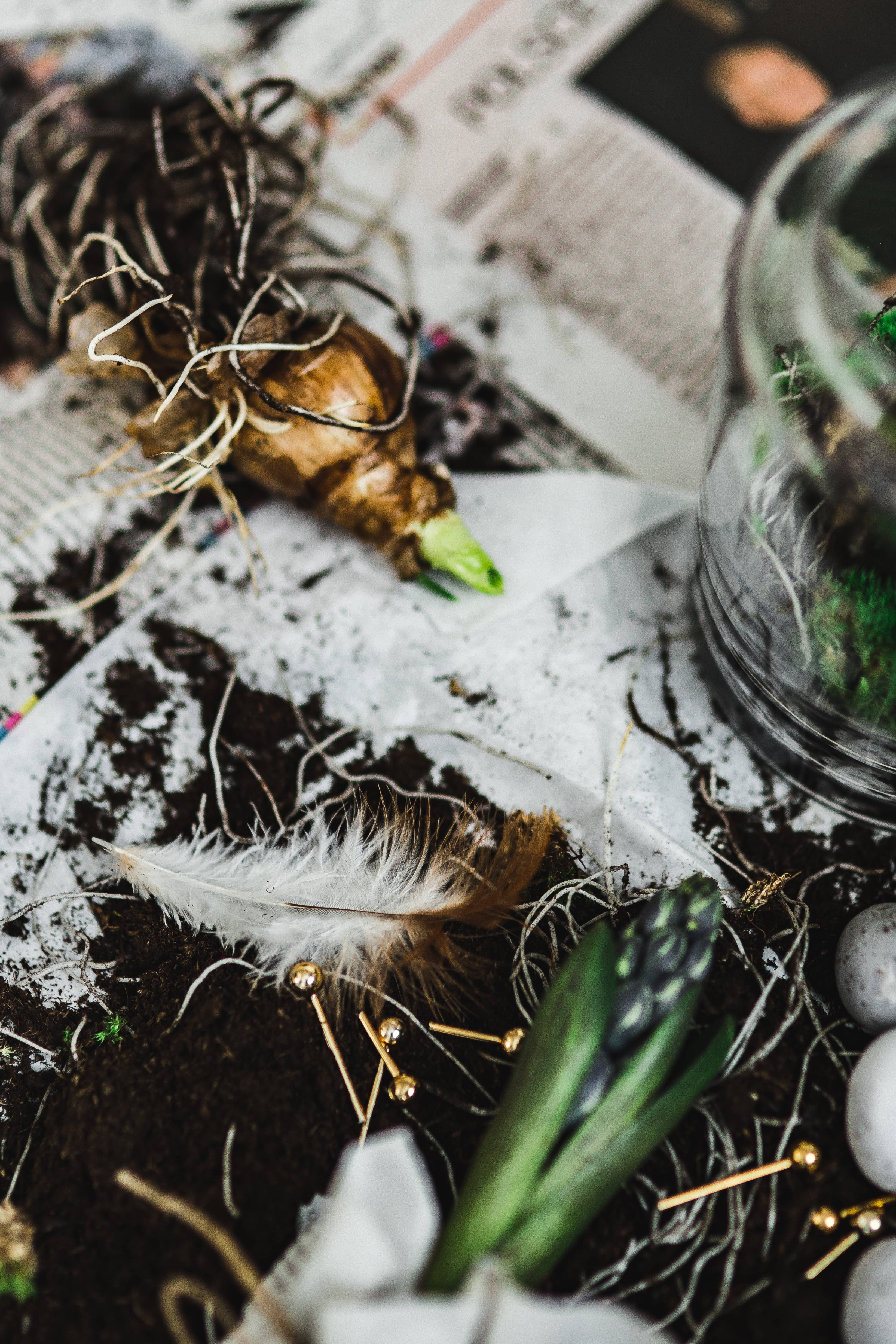 sapling, high angle view, food, leaf, tree, newspapers, no people, growing, eggs, dirt, plant part, dry, selective focus, quail eggs, growth, nature, food and drink, Phone HD Wallpaper