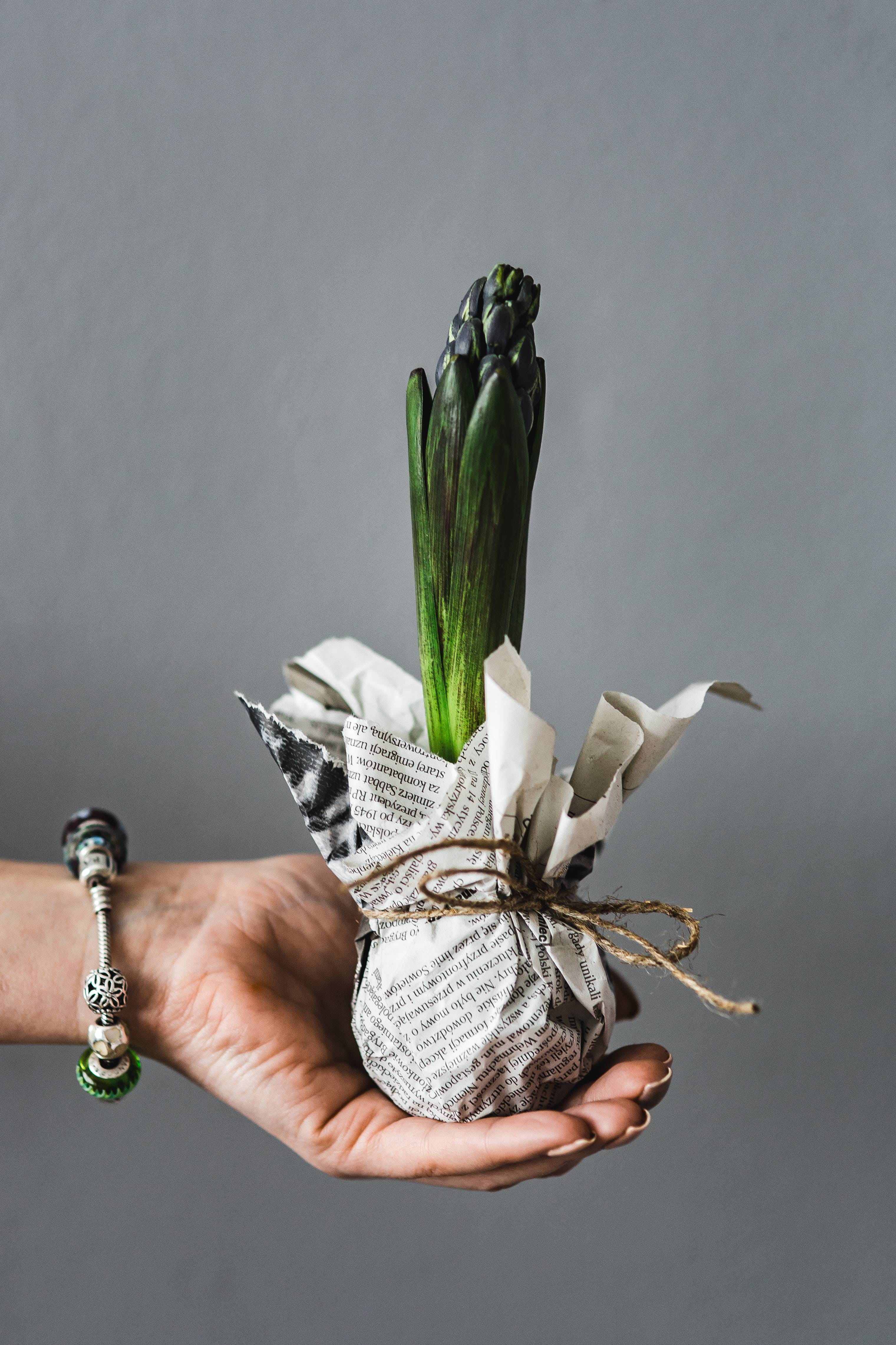 studio shot, gardening, quail eggs, planting, sapling, newspaper, covered, unrecognizable person, Woman, dirt, freshness, gray background, one person, human Hand, Phone HD Wallpaper