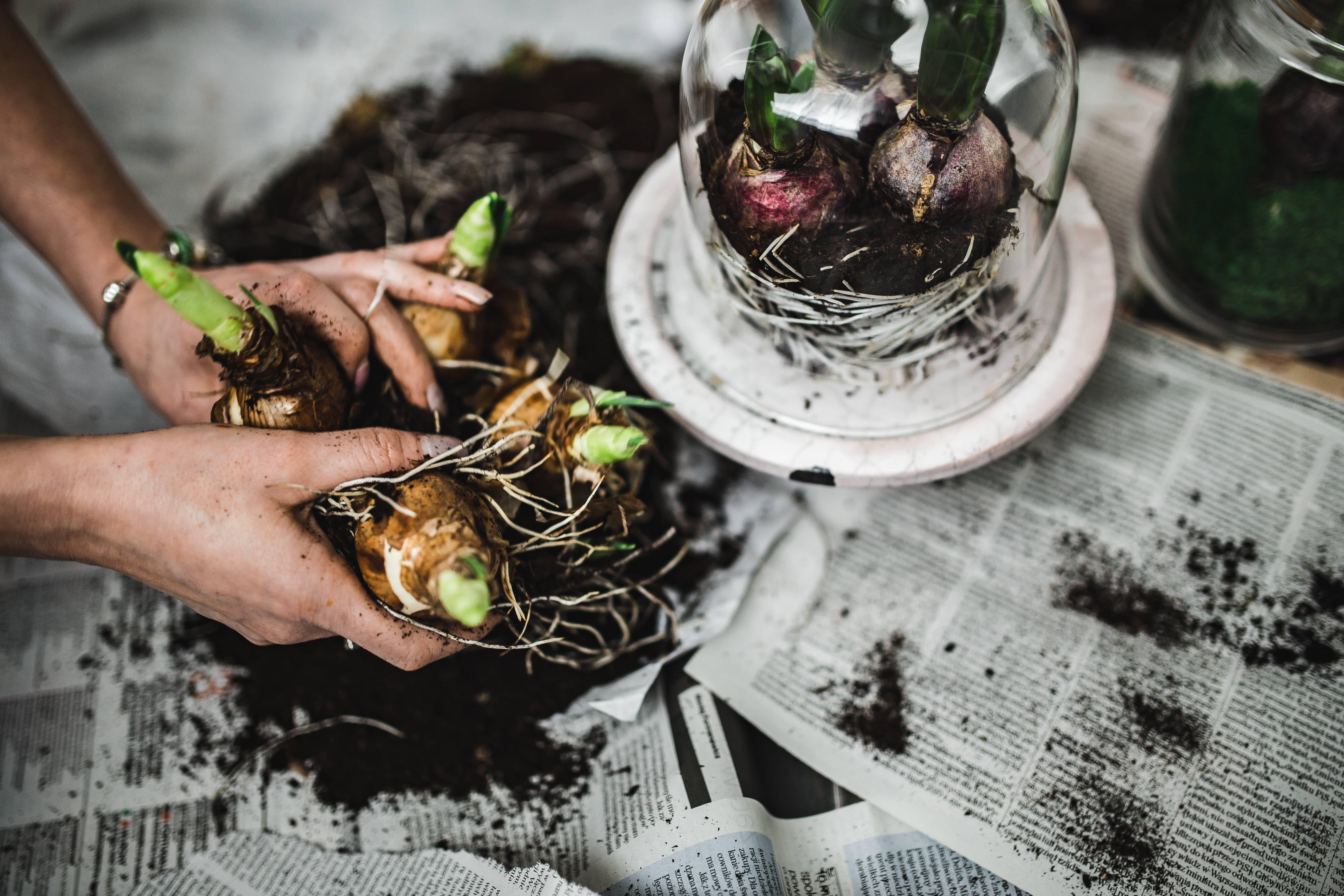 people, 5K, vegetable, covered, sapling, healthy eating, one person, planting, glass, seedling, freshness, container, plant, human Hand, growing, eggs, HD Wallpaper