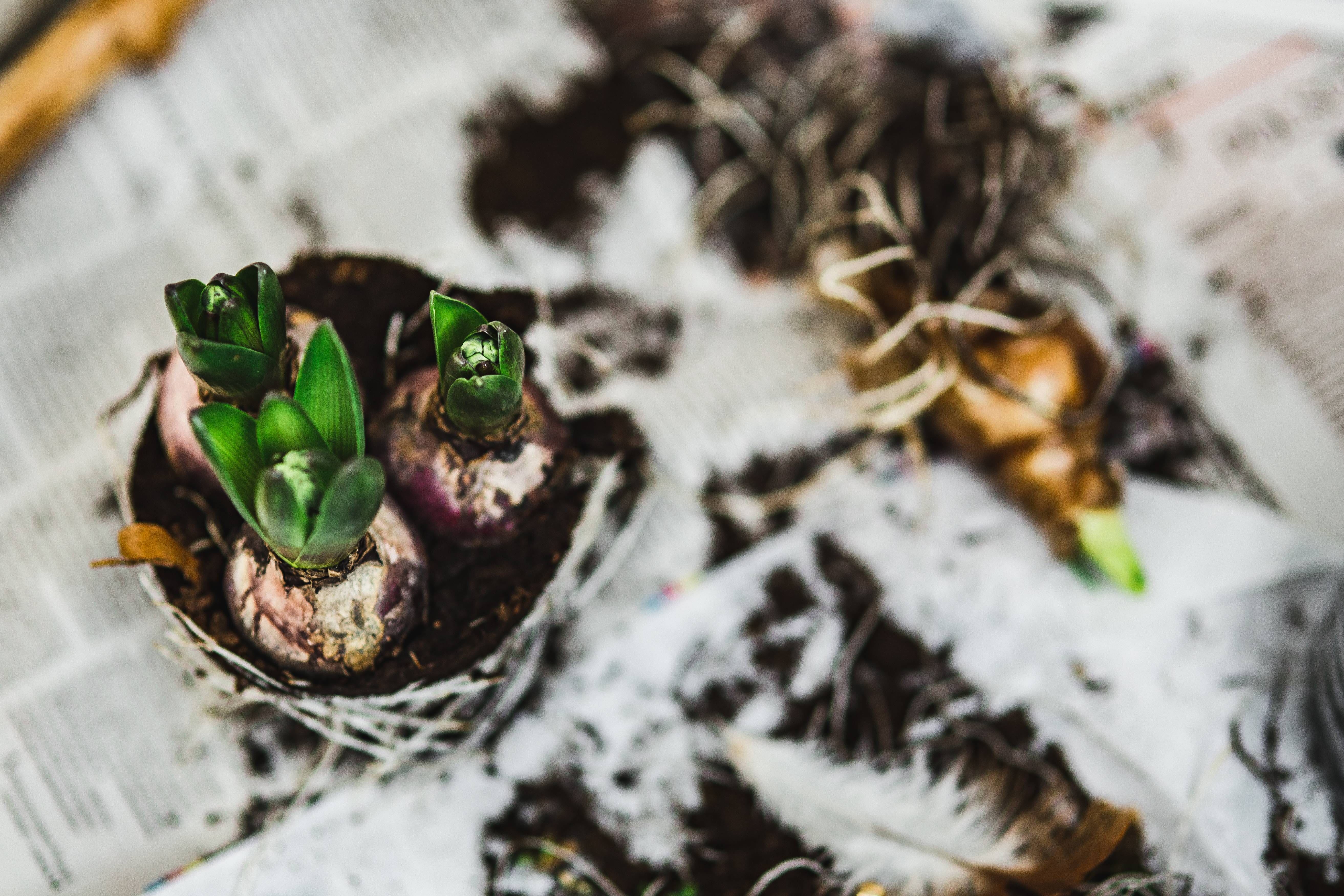 plant part, 5K, newspapers, growth, nature, gardening, no people, plant, table, freshness, growing, day, quail eggs, sapling, seedling, eggs, planting, HD Wallpaper