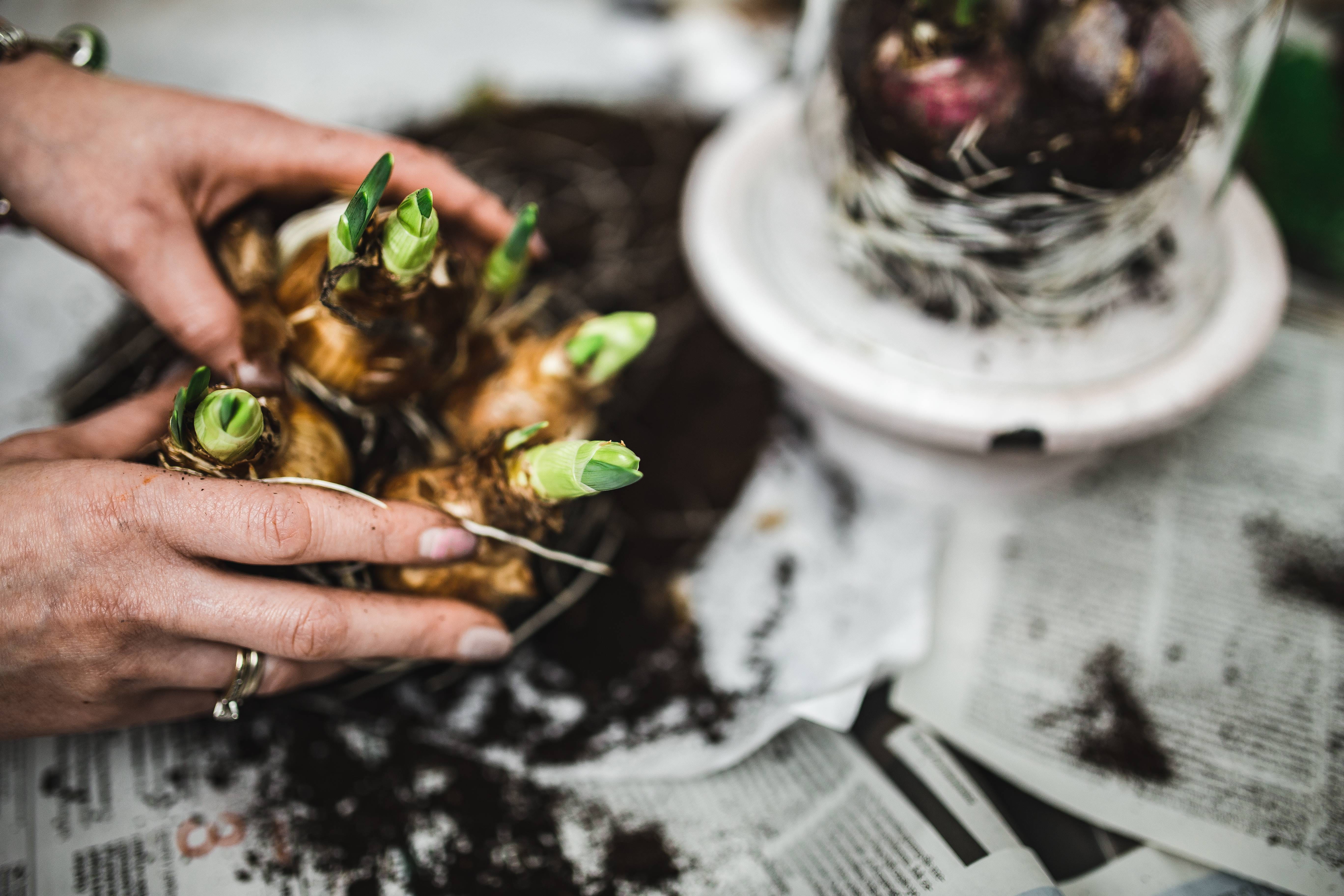 leisure activity, real people, human Hand, holding, lifestyles, finger, adult, plant, eggs, human body part, sapling, food, growing, preparation, table, HD Wallpaper