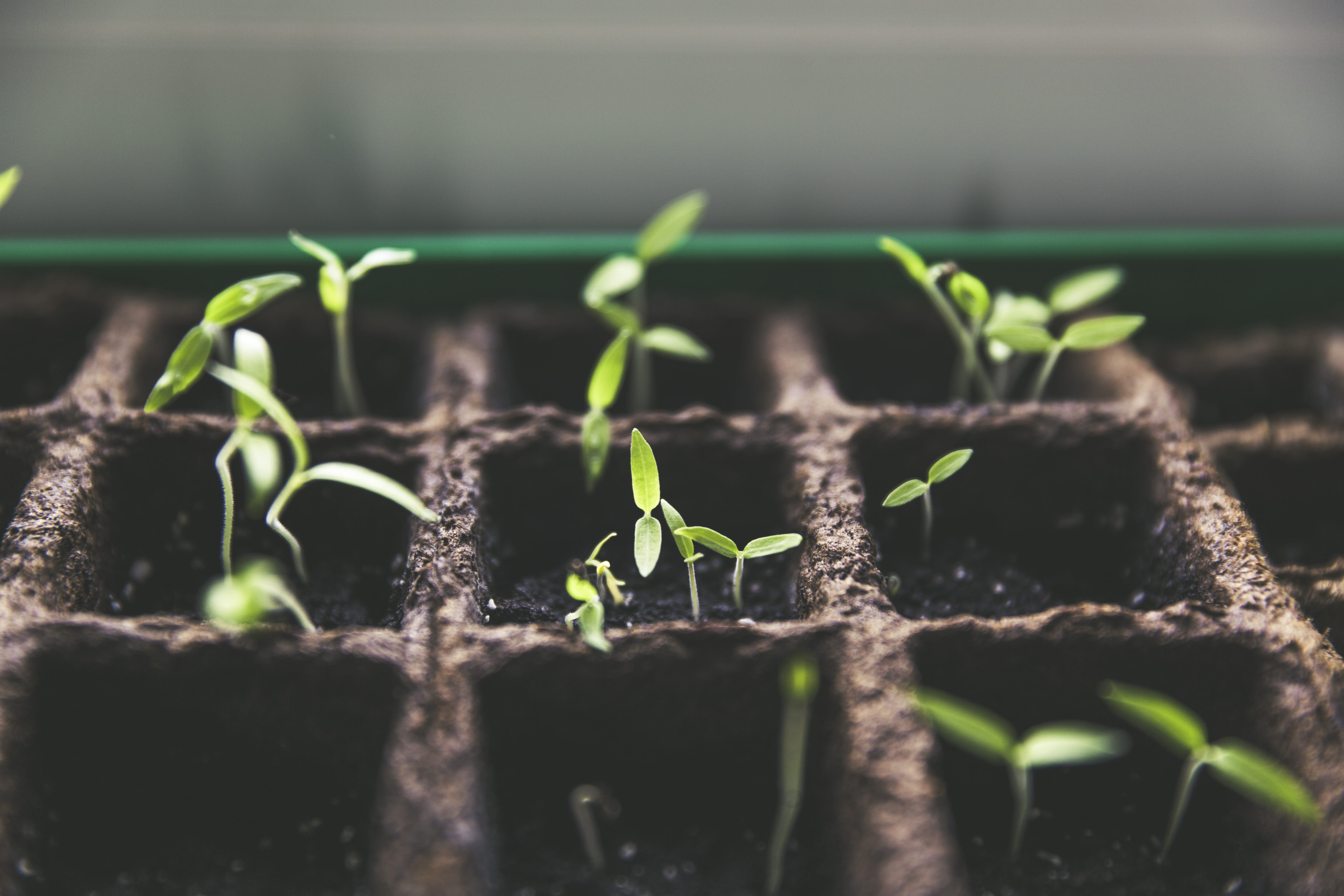 beginnings, nature, animals in the wild, growth, day, insect, invertebrate, outdoors, sprout, mud, sapling, seedling, germination, new life, small, plant part, HD Wallpaper