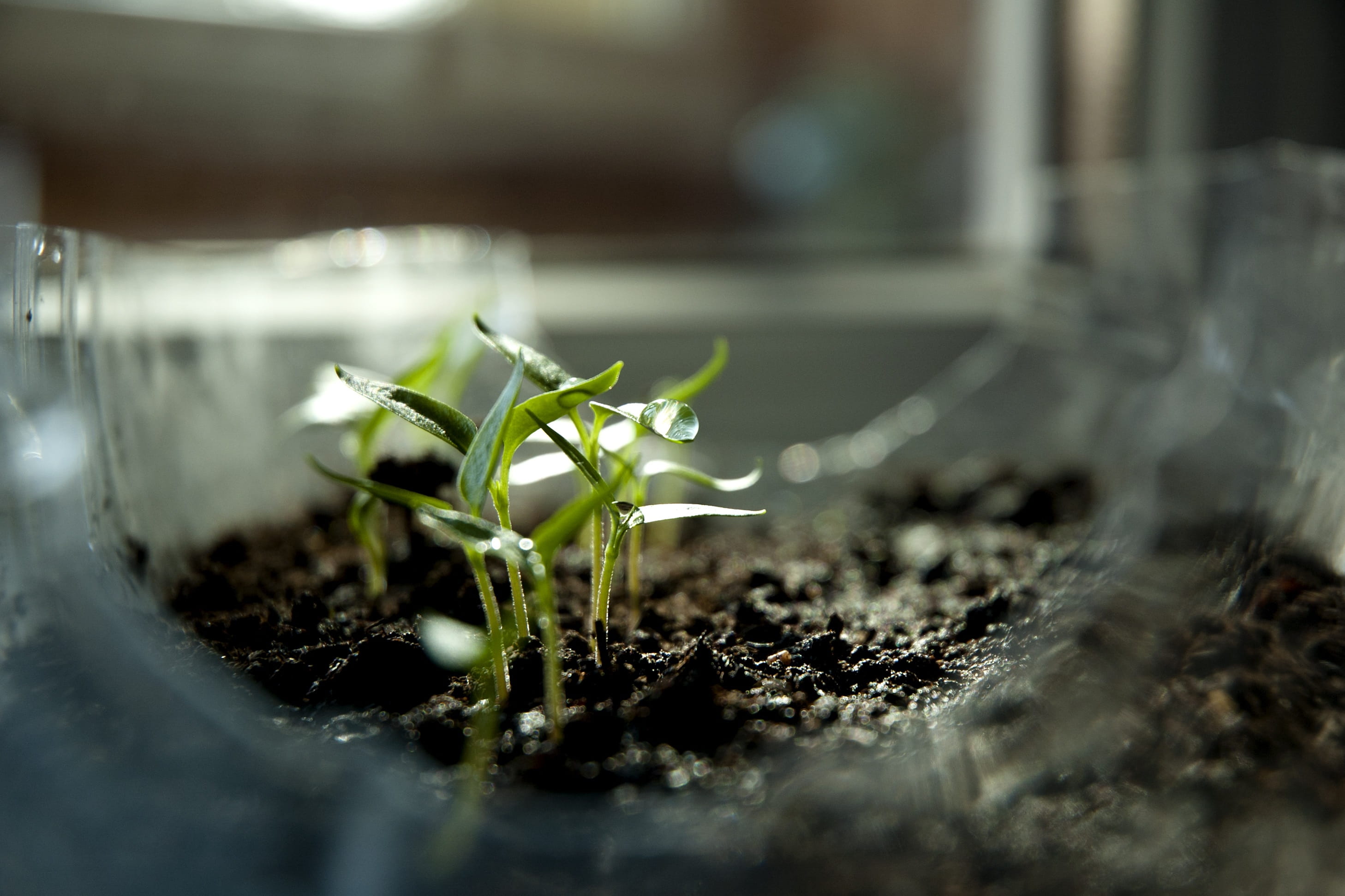 beginnings, plant, paprika, day, 2K, gardening, vulnerability, green color, Earth Day, no people, Ecology, new life, small, botany, beauty in nature, seedling, HD Wallpaper