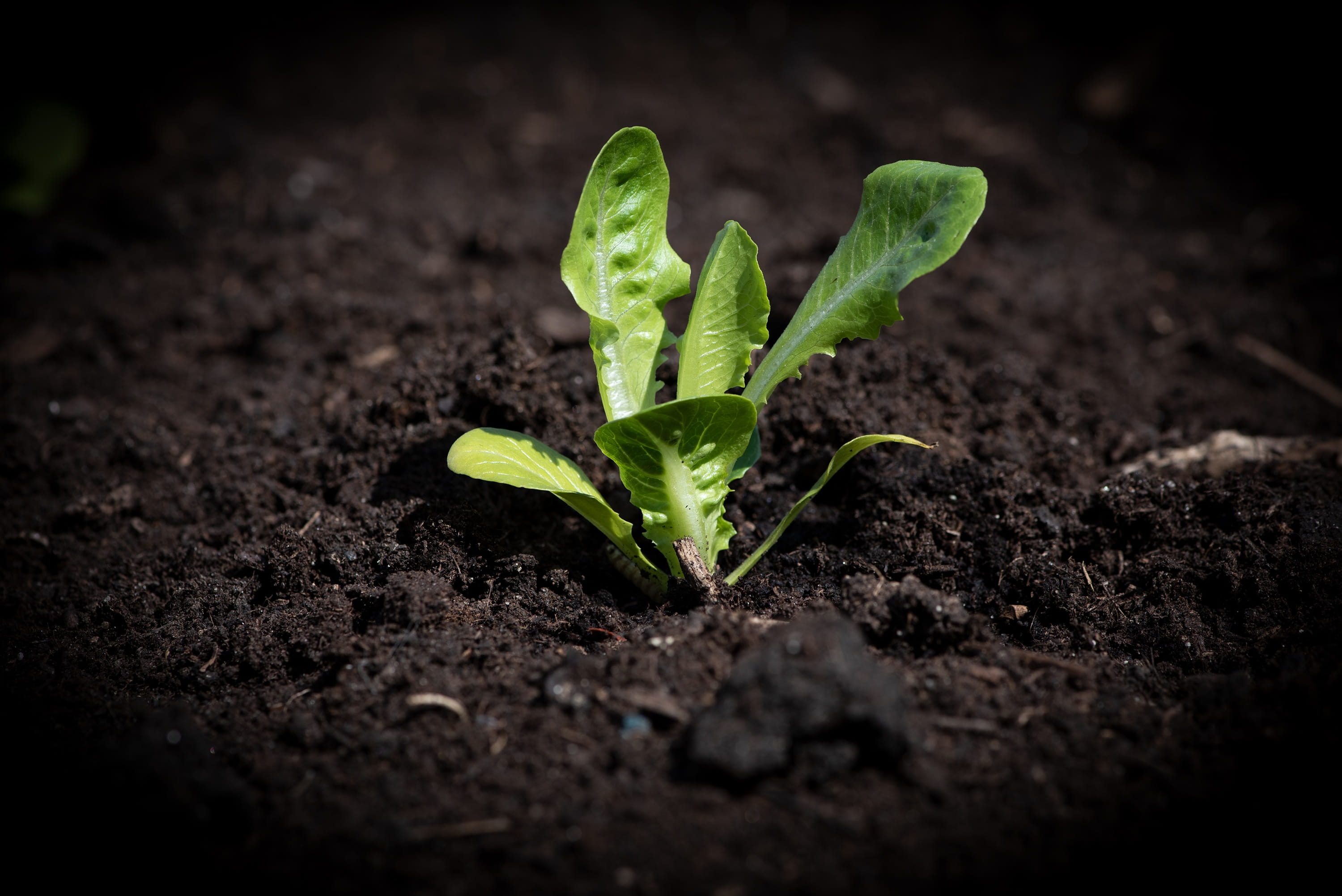 salad, vegetable garden, small, planting, gardening, lettuce seedling, freshness, horticulture, growth, vitamins, healthy, dirt, green, close-up, food, HD Wallpaper