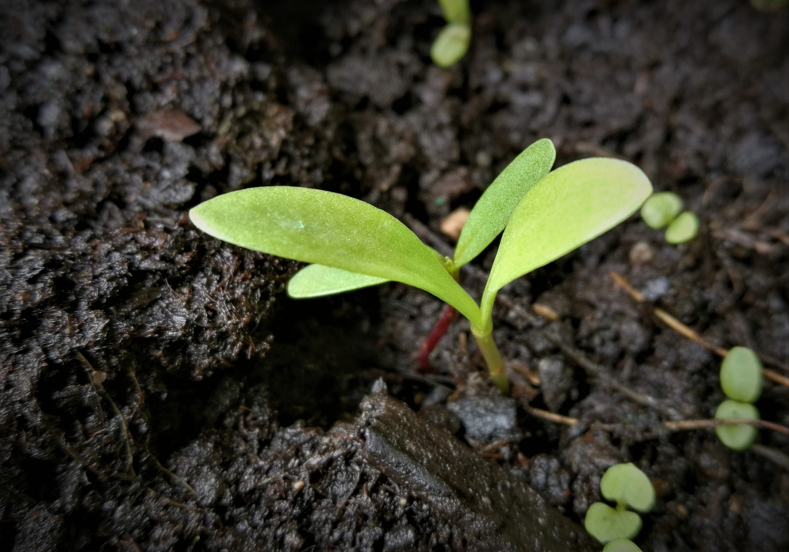dirt, new life, engine, scion, outdoors, seedling, vulnerability, live new, young, green color, selective focus, leaf, tree trunk, sapling, small, sprout, HD Wallpaper