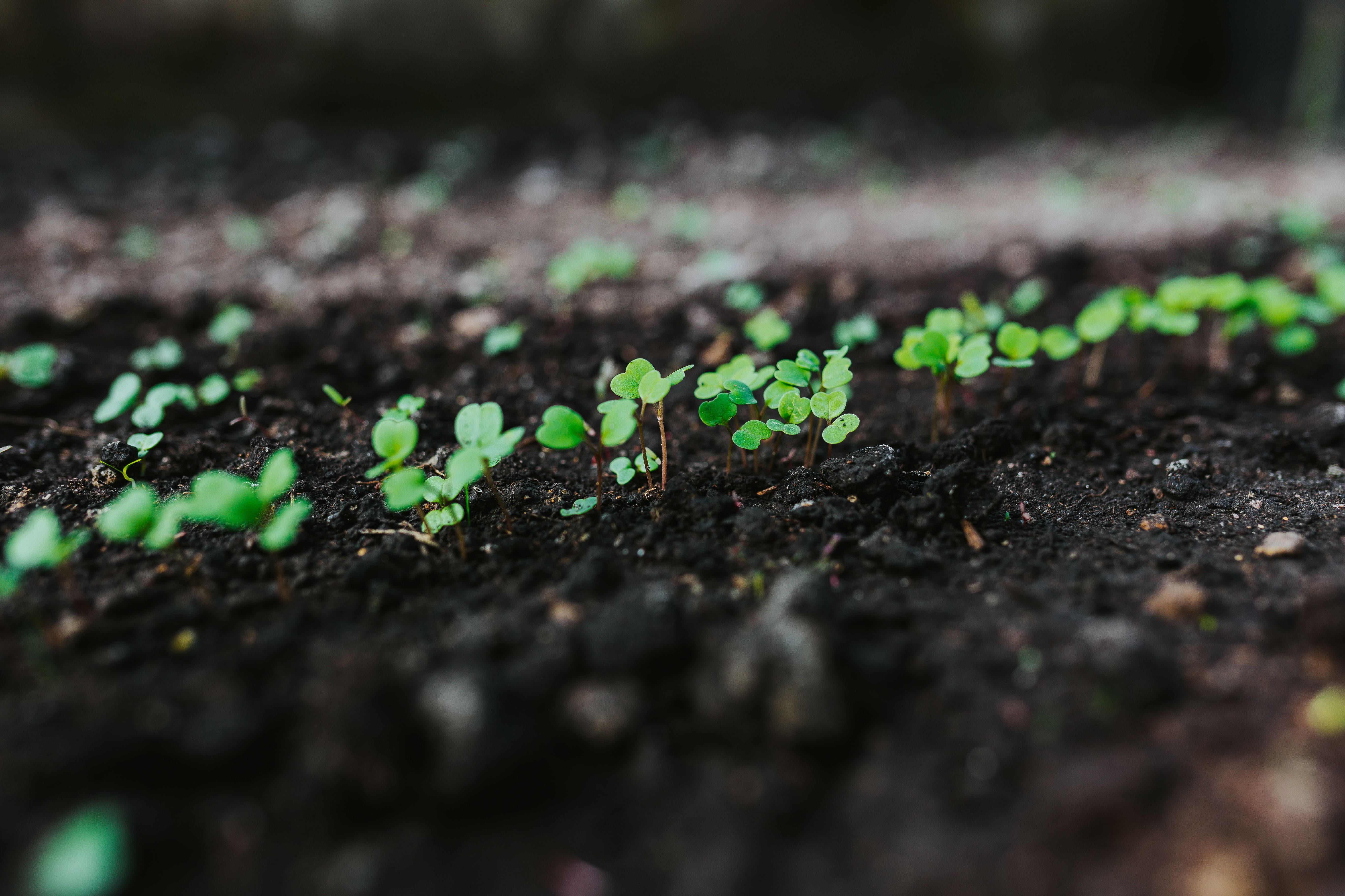 nature, small, cultivated, selective focus, early, close-up, leaf, gardening, springtime, garden, field, spring, organic, plant, vulnerability, dirt, watering can, HD Wallpaper