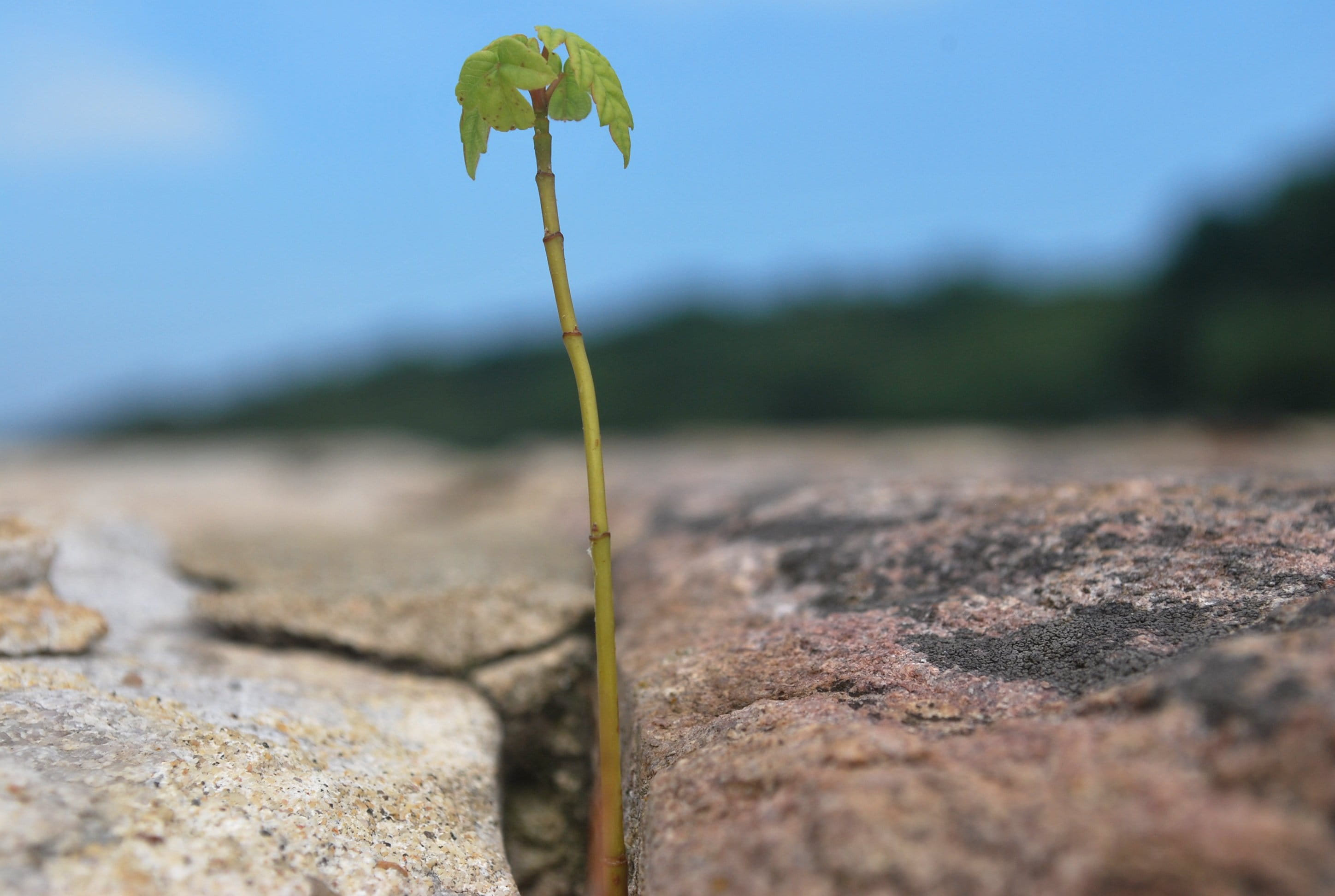 focus on foreground, surface level, new Life, land, Macro, growth, no people, leaf, Sprout, day, nature, flower, tranquility, sky, leafed, selective focus, HD Wallpaper