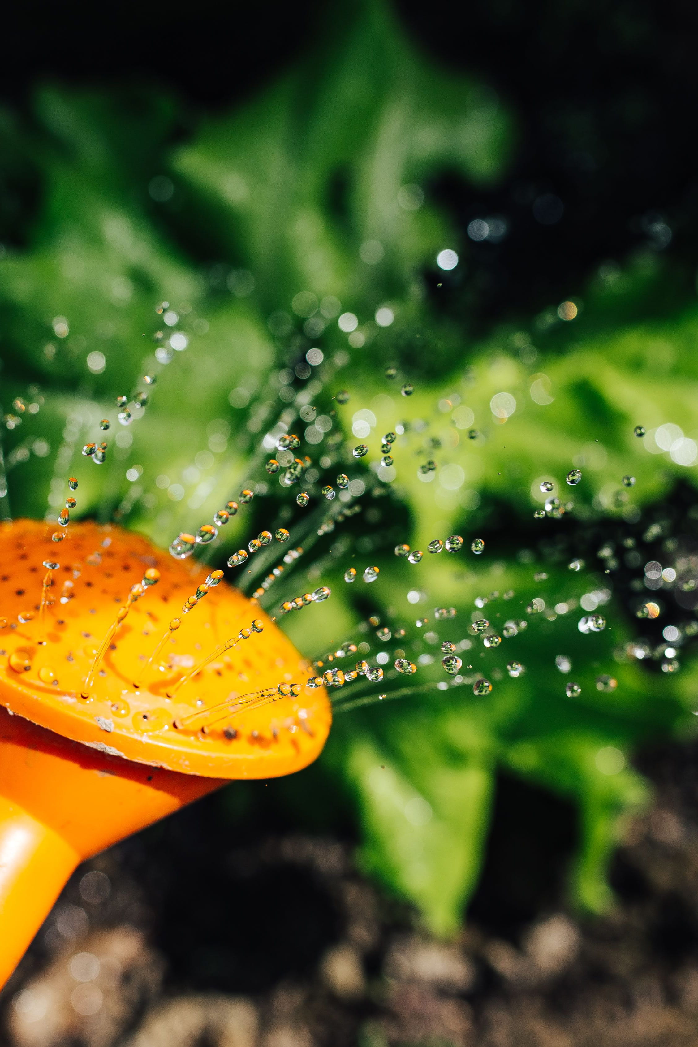 macro, purity, gardening, summer, green Color, no people, plants, Early spring, fragility, spring, outdoors, garden, plant part, seedling, freshness, focus on foreground, Phone HD Wallpaper