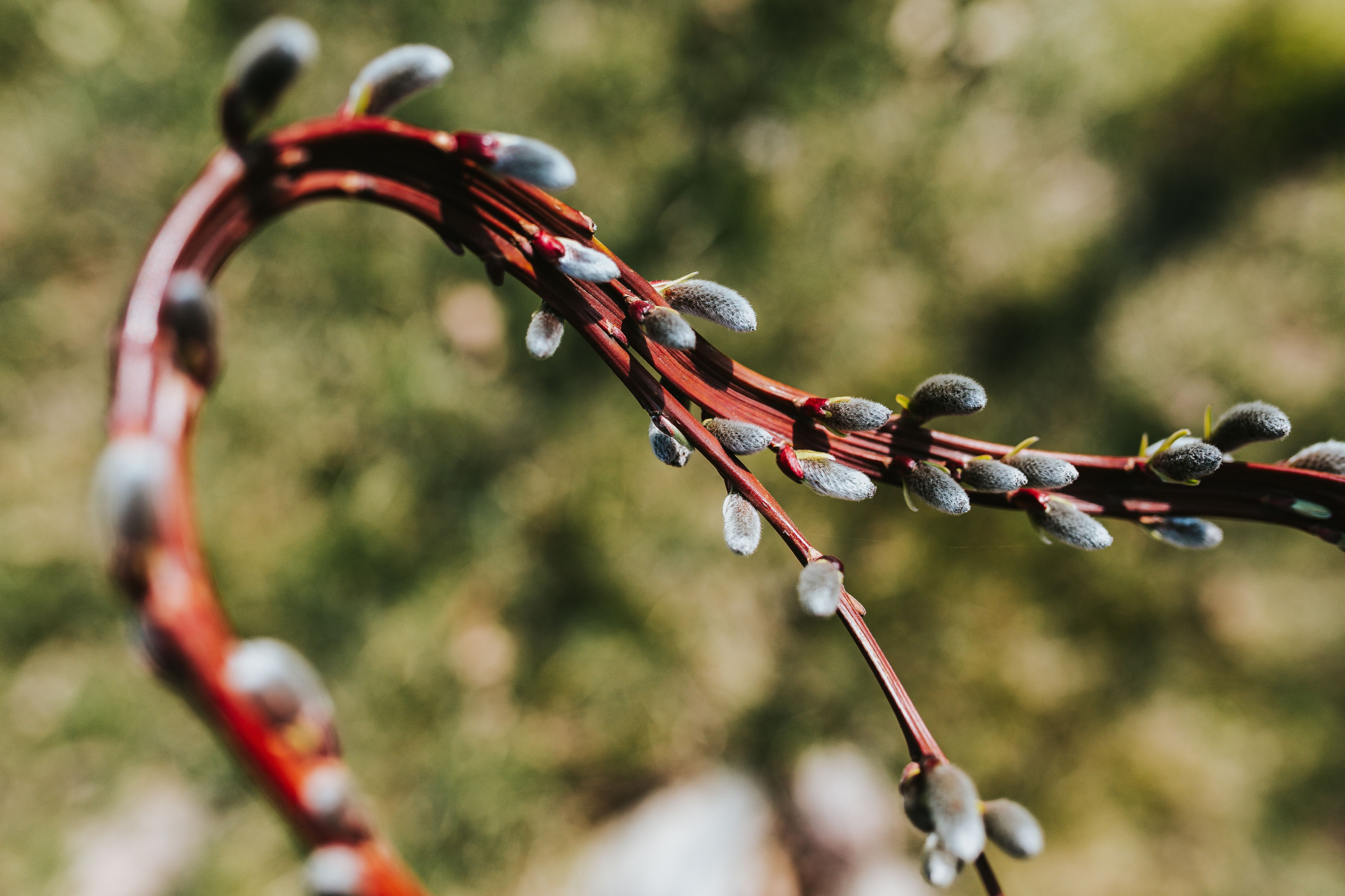 red, wire, spring, plants, high angle view, nature, selective focus, outdoors, plant, spring garden, early, Early spring, sunlight, multi colored, field, HD Wallpaper