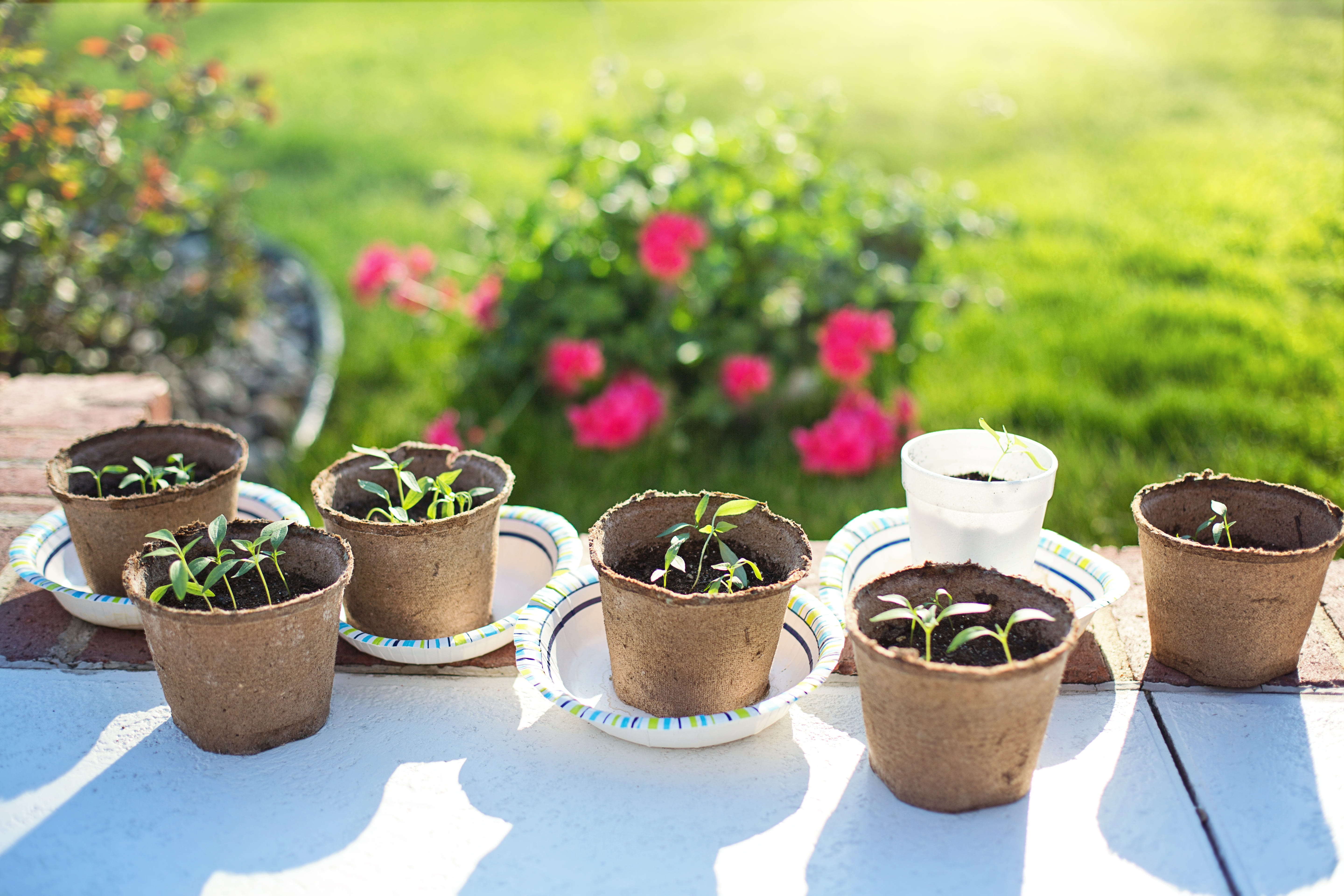 growth, pepper seedlings, front or back yard, no people, succulent plant, pepper plants, flowering plant, springtime, day, nature, plant, young, sprout, HD Wallpaper