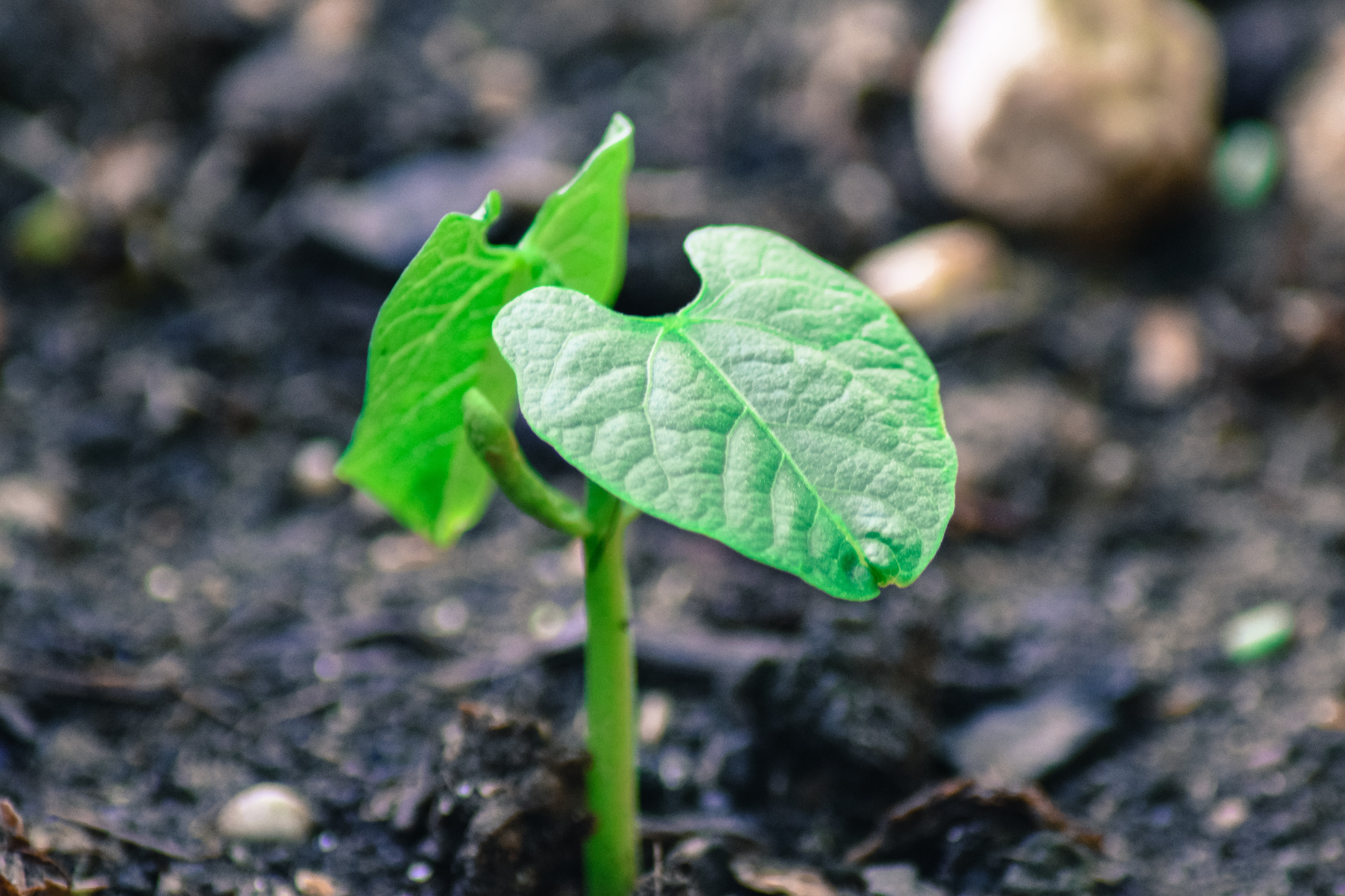 macro, live new, land, beauty in nature, young leaves, flora, growth, plant part, close, freshness, small, seedling, fragility, outdoors, engine, sprout, HD Wallpaper