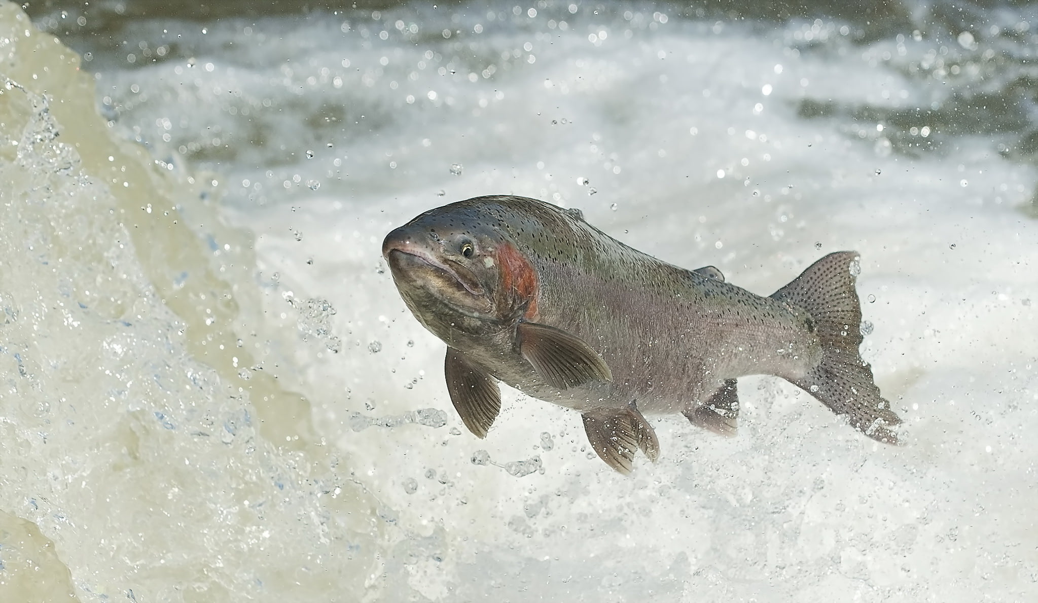 fish, RAINBOW TROUT, water, 1080P, HD Wallpaper