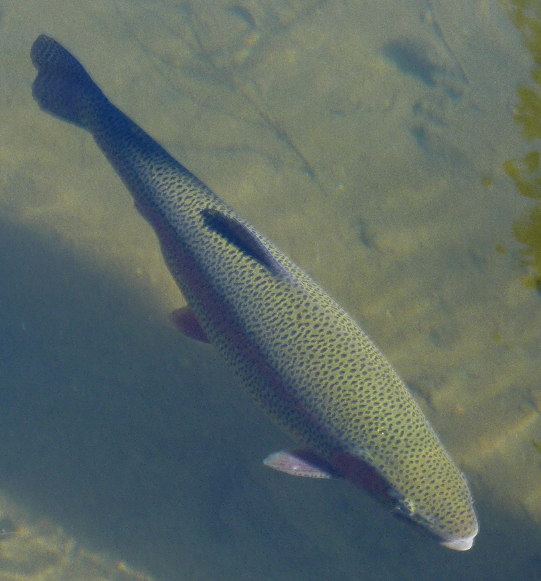 wildlife, outdoors, one animal, food, sea life, animals in the wild, fishing, 1080P, animal wildlife, nature, high angle view, rainbow, trout, rainbow trout, Phone HD Wallpaper