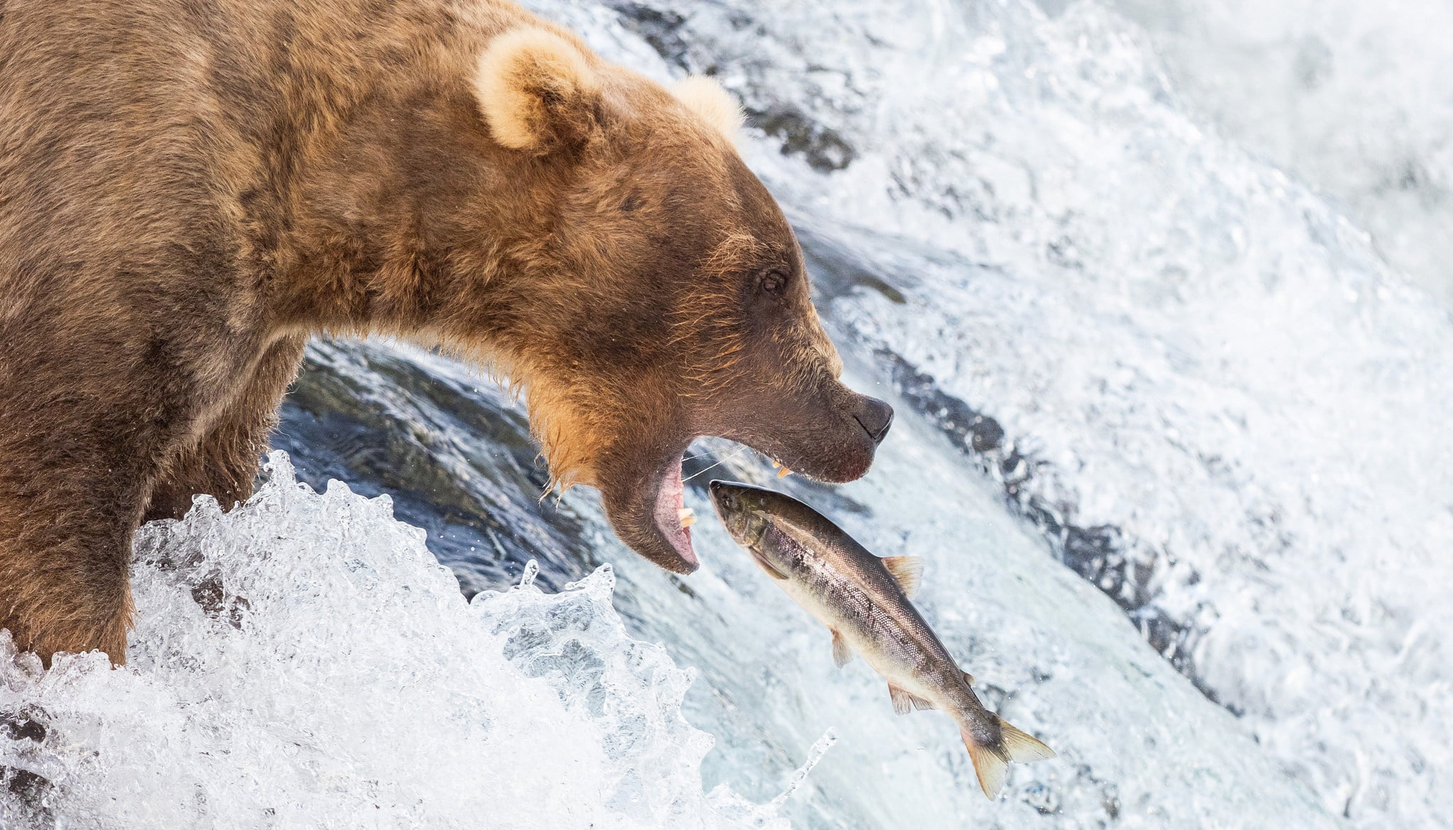river, Grizzly, water, bear, fish, fishing, 1080P, trout, mouth, HD Wallpaper