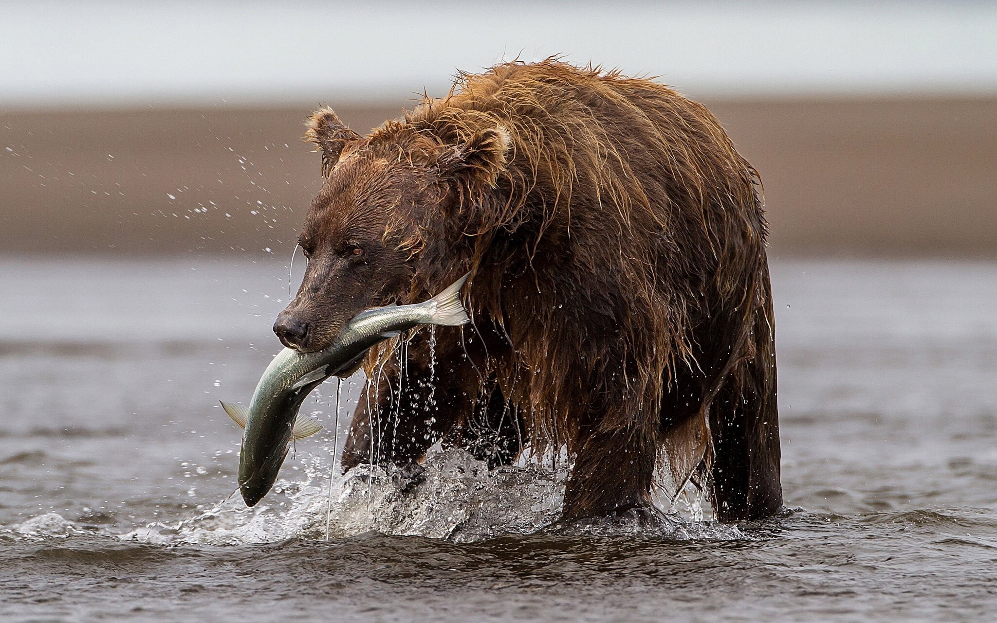 fishing, bear, trout, 1080P, river, fish, catch, HD Wallpaper