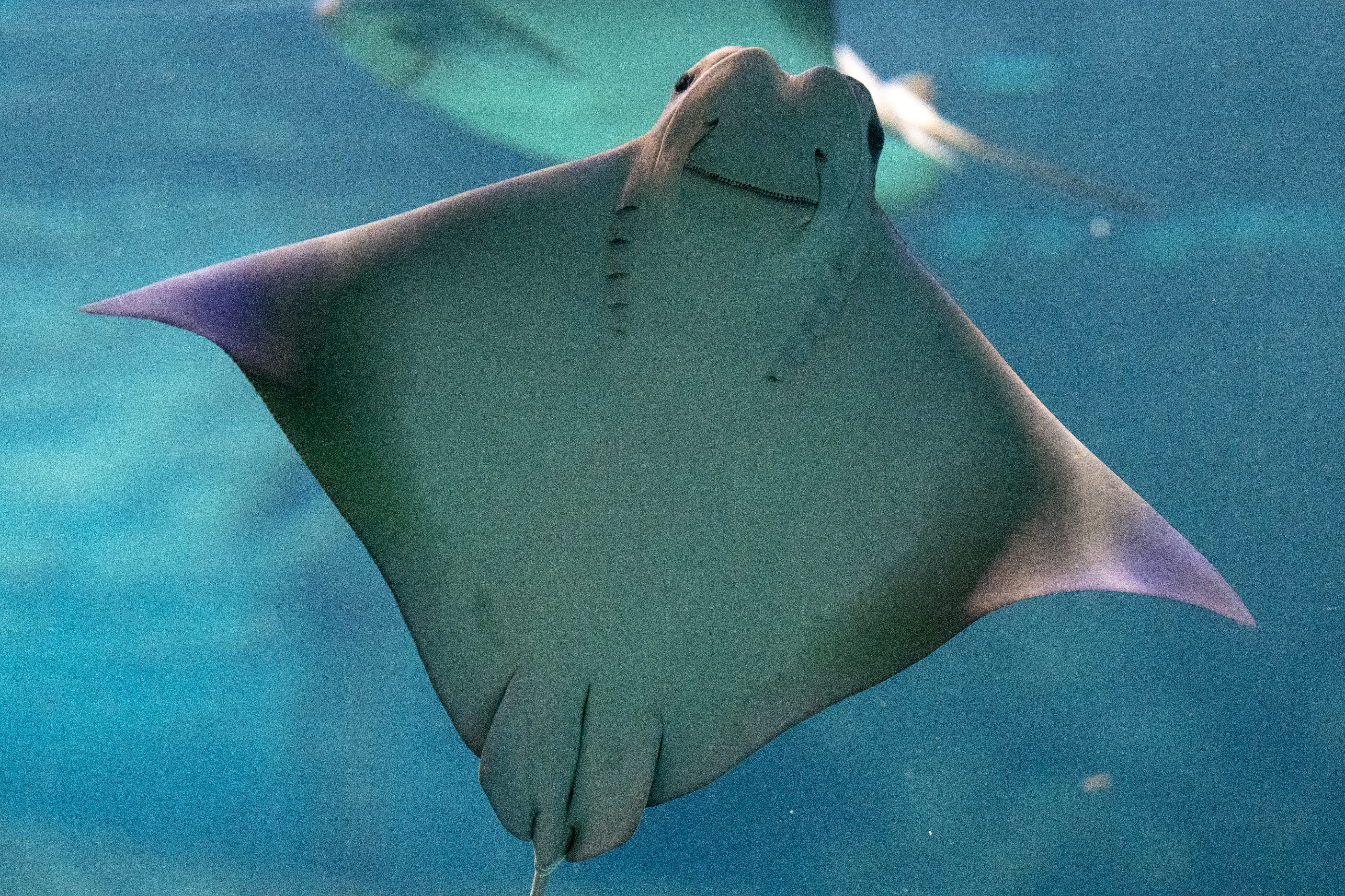 aquarium, water, fish, sea life, swimming, car, 5K, no people, vertebrate, trout, white, one animal, halibut, underwater, animals in the wild, animal themes, HD Wallpaper