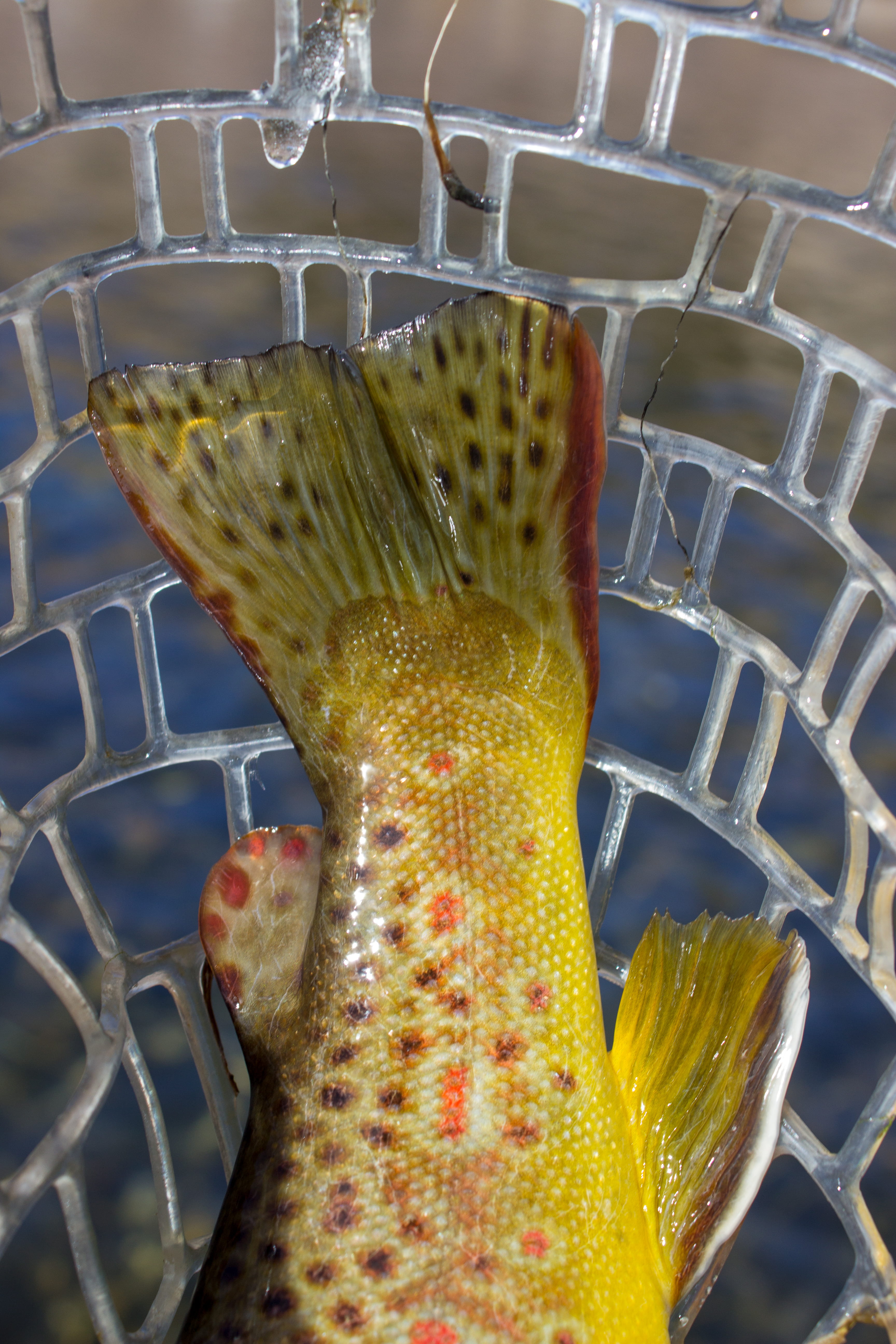 freshness, tale, flower, yellow, fishing, no people, red, 5K, trout, flower head, food, fish, outdoors, fragility, plant, adventure, growth, close-up, Phone HD Wallpaper