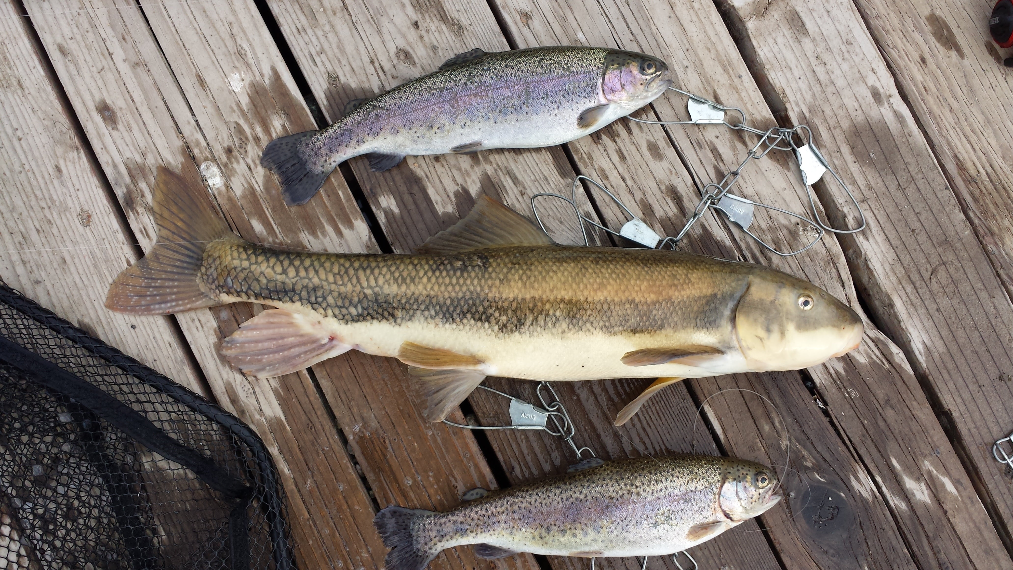 animal themes, trout, food, animal, healthy eating, food and drink, silver colored, fish, fishing, fishing industry, sucker, day, directly above, outdoors, HD Wallpaper