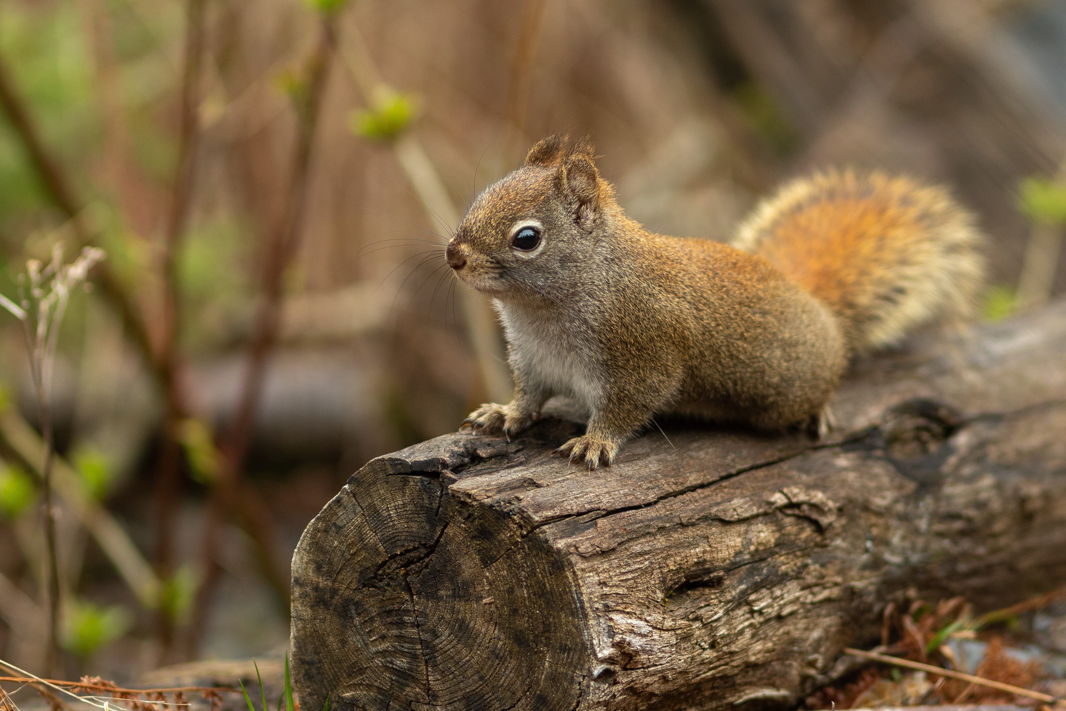 animal themes, no people, gatlinburg, rat, tree, nature, rodent, squirrel, ground, animal wildlife, log, 2K, wood - material, ardilla, focus on foreground, HD Wallpaper