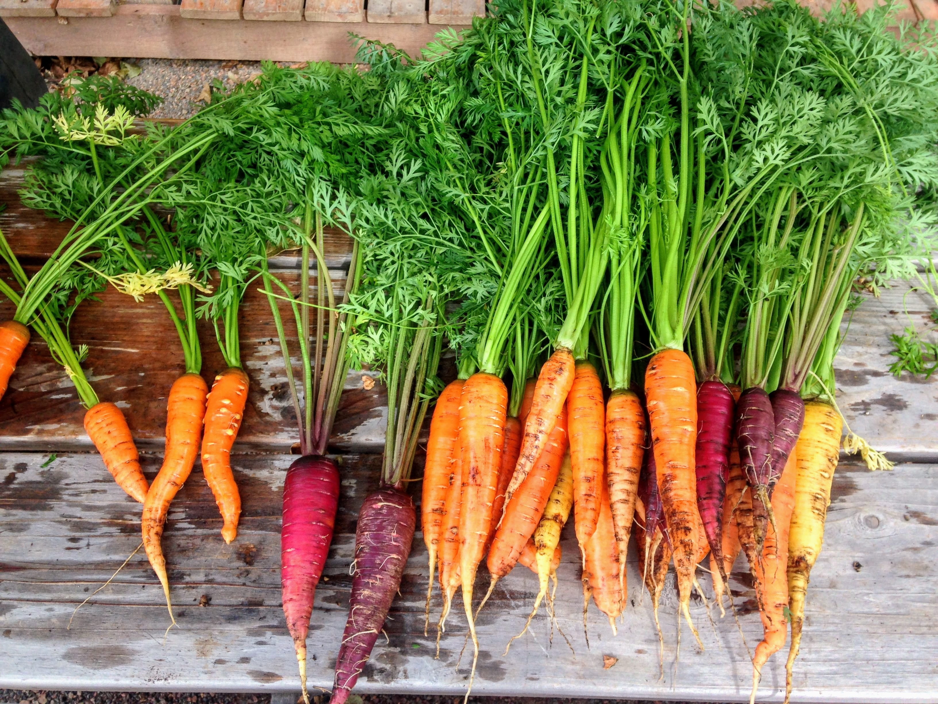 carrot, high angle view, orange, rustic, organic, plant, healthy, choice, food, garden, orange color, vegetarian, raw, farm, wellbeing, natural, nature, HD Wallpaper