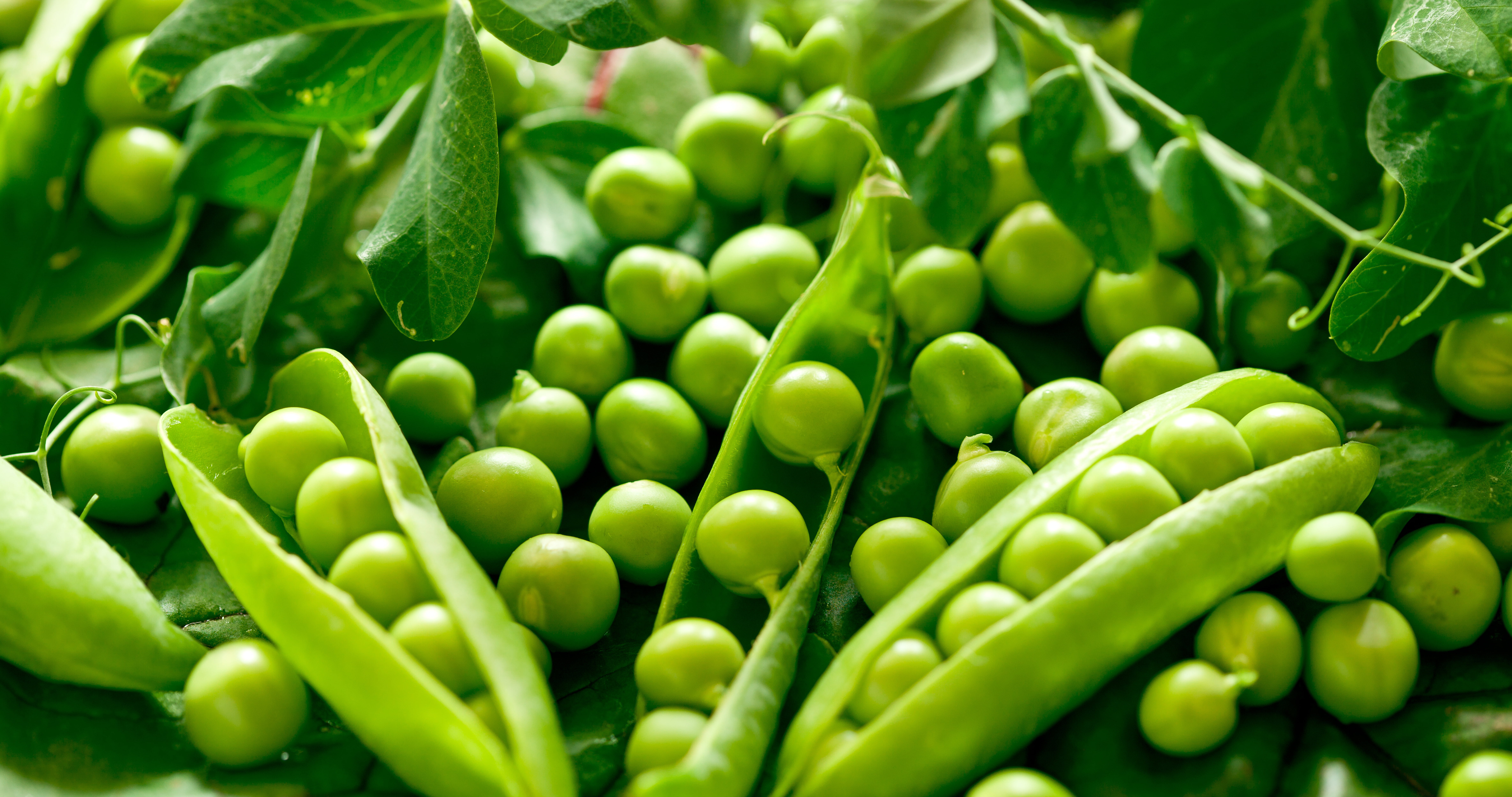 close-up, wellbeing, green peas, selective focus, vegetable, full frame, freshness, healthy eating, pods, growth, green color, day, no people, green, organic, HD Wallpaper