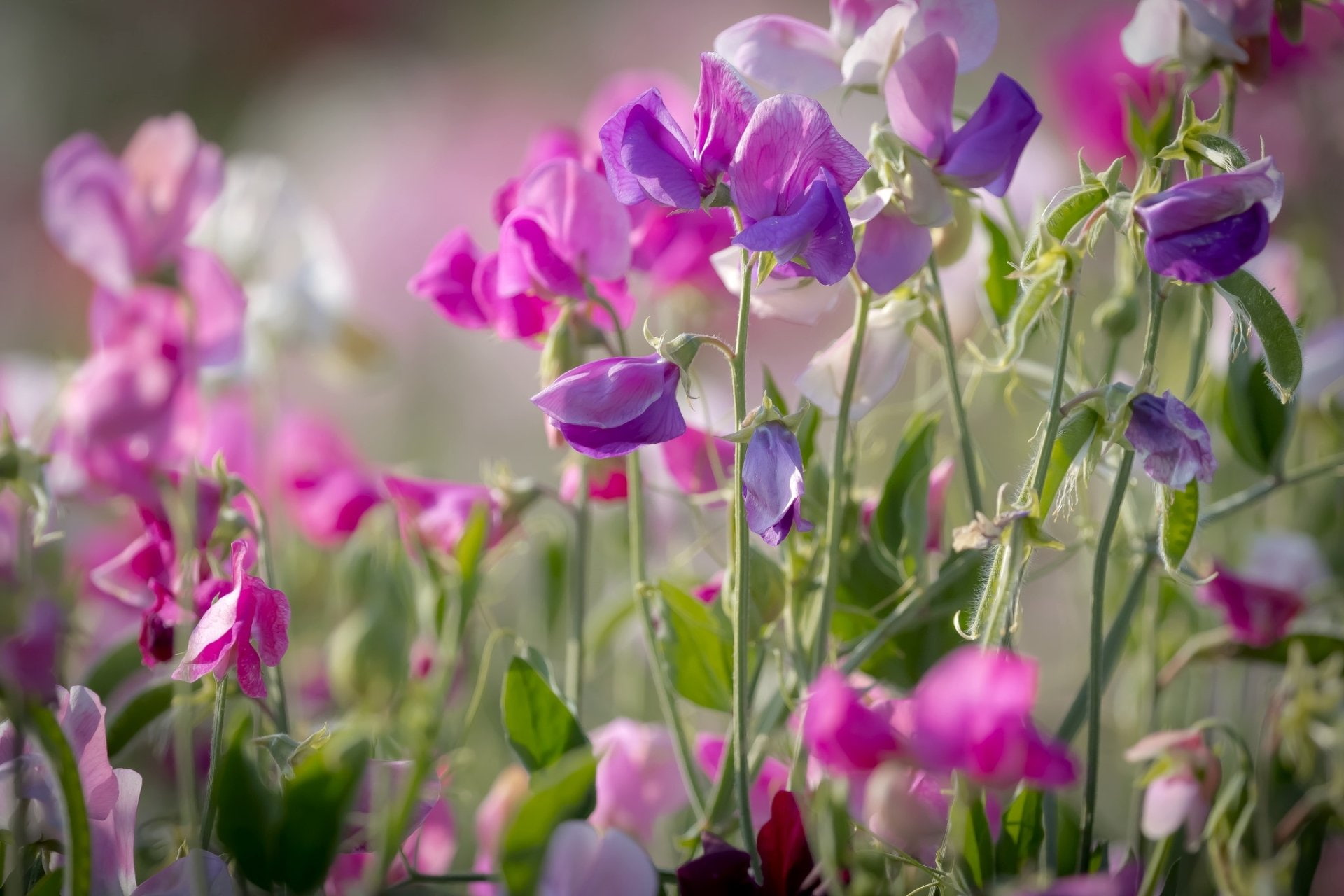 Flower, Nature, Flowers, Sweet Pea, Purple Flower, 1080P, HD Wallpaper