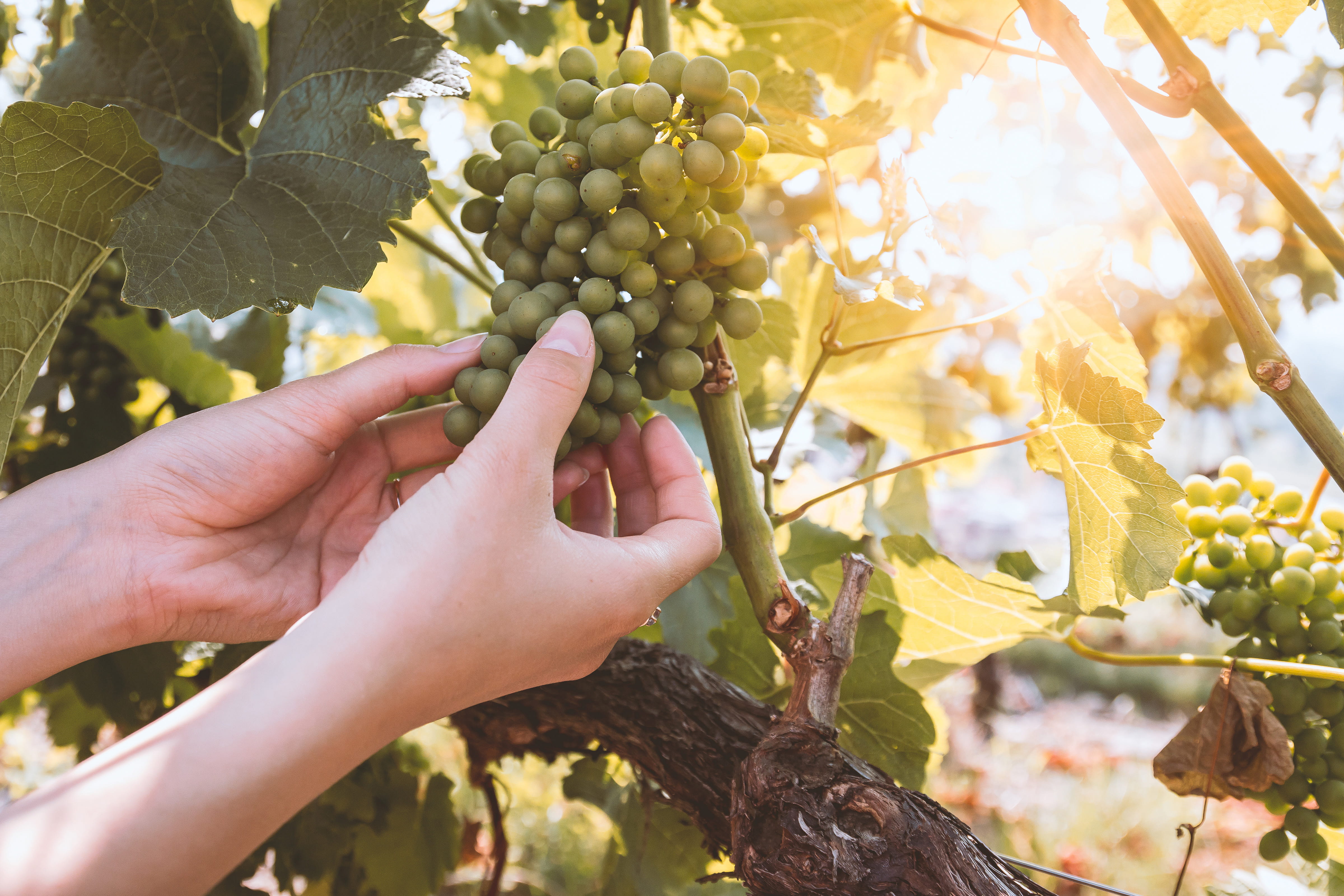healthy eating, farmer, one person, product, freshness, vineyard, human hand, plant part, food, leaf, checking, winemaking, plant, agriculture, hand, food and drink, HD Wallpaper