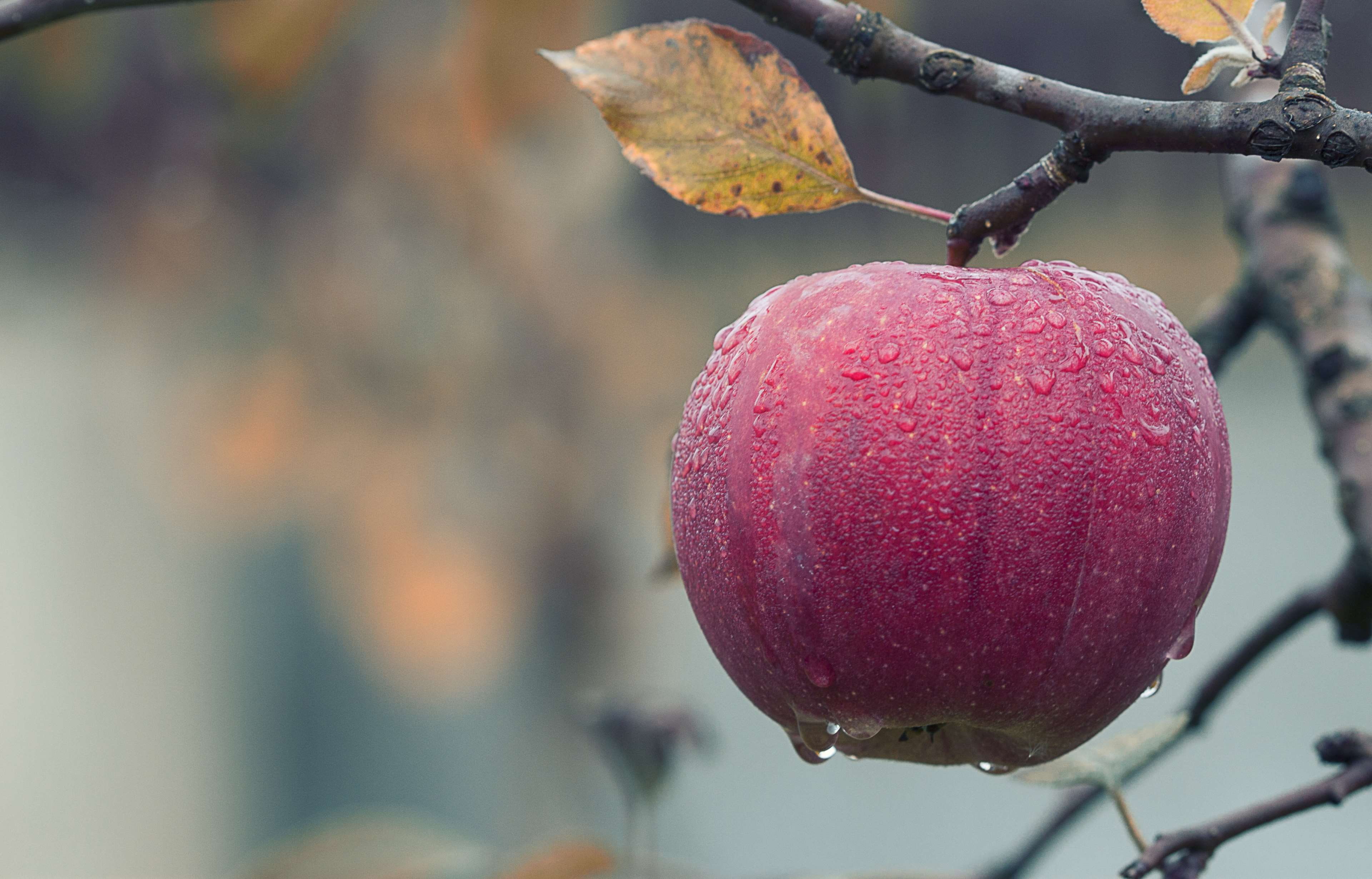 picking, juicy, focus, farm, freshness, nature, season, focus on foreground, ripe, harvest, no people, blur, healthy eating, apple - fruit, waterdrops, HD Wallpaper