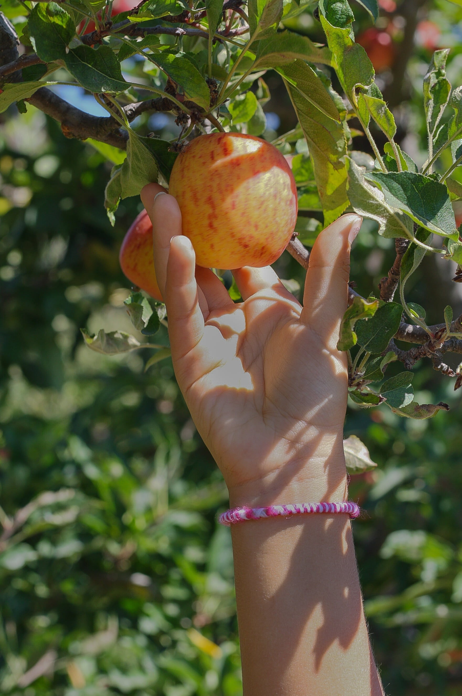 real people, finger, child, harvest, holding, 2K, gardener, picking, orchard, healthy eating, ripe, nature, fresh, leaf, agriculture, garden, person, tree, Phone HD Wallpaper