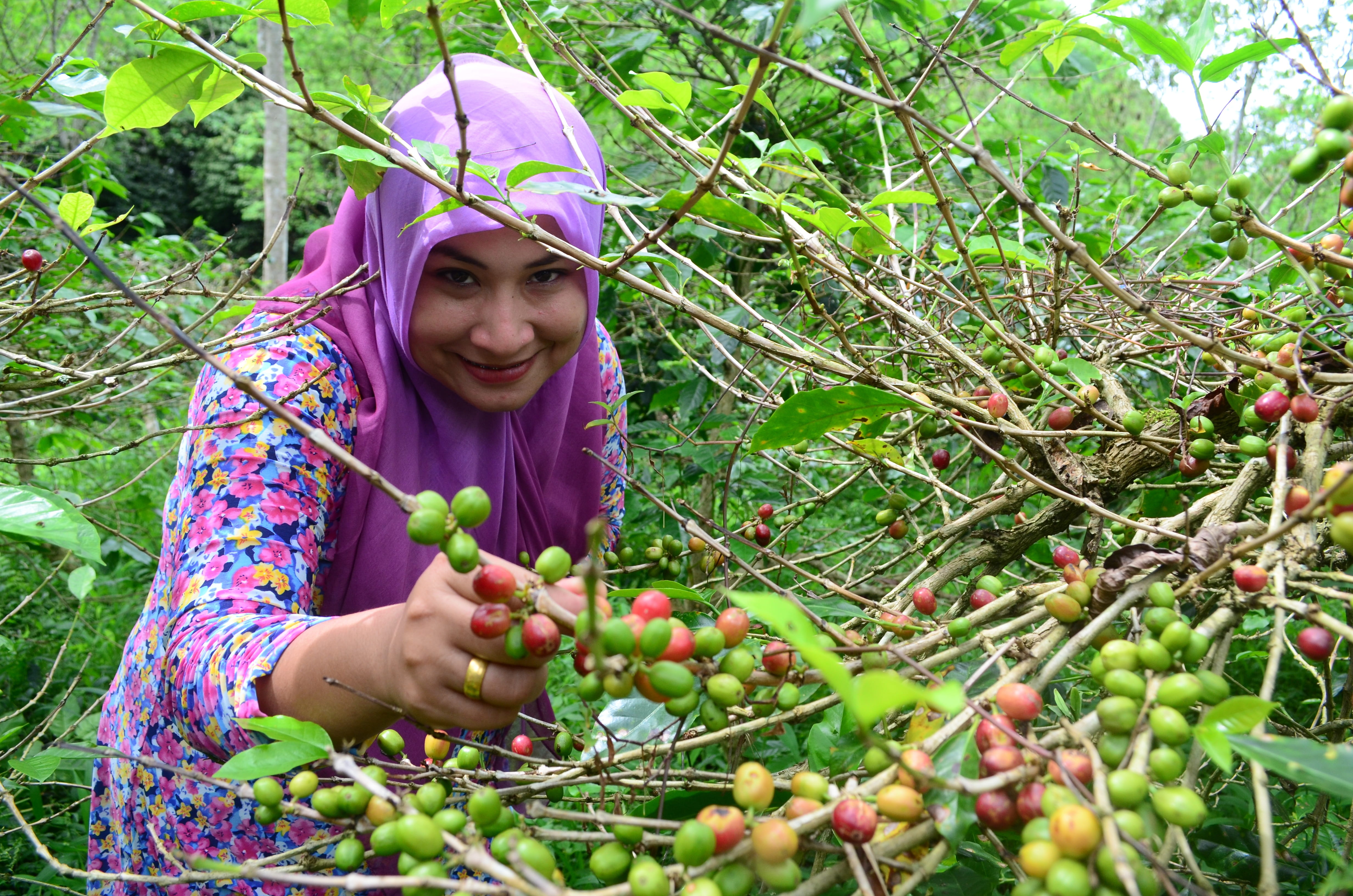 one person, coffee, smiling, tree, food and drink, portrait, food, beans, harvest, looking at camera, pick, outdoors, tropical, green, day, front view, HD Wallpaper