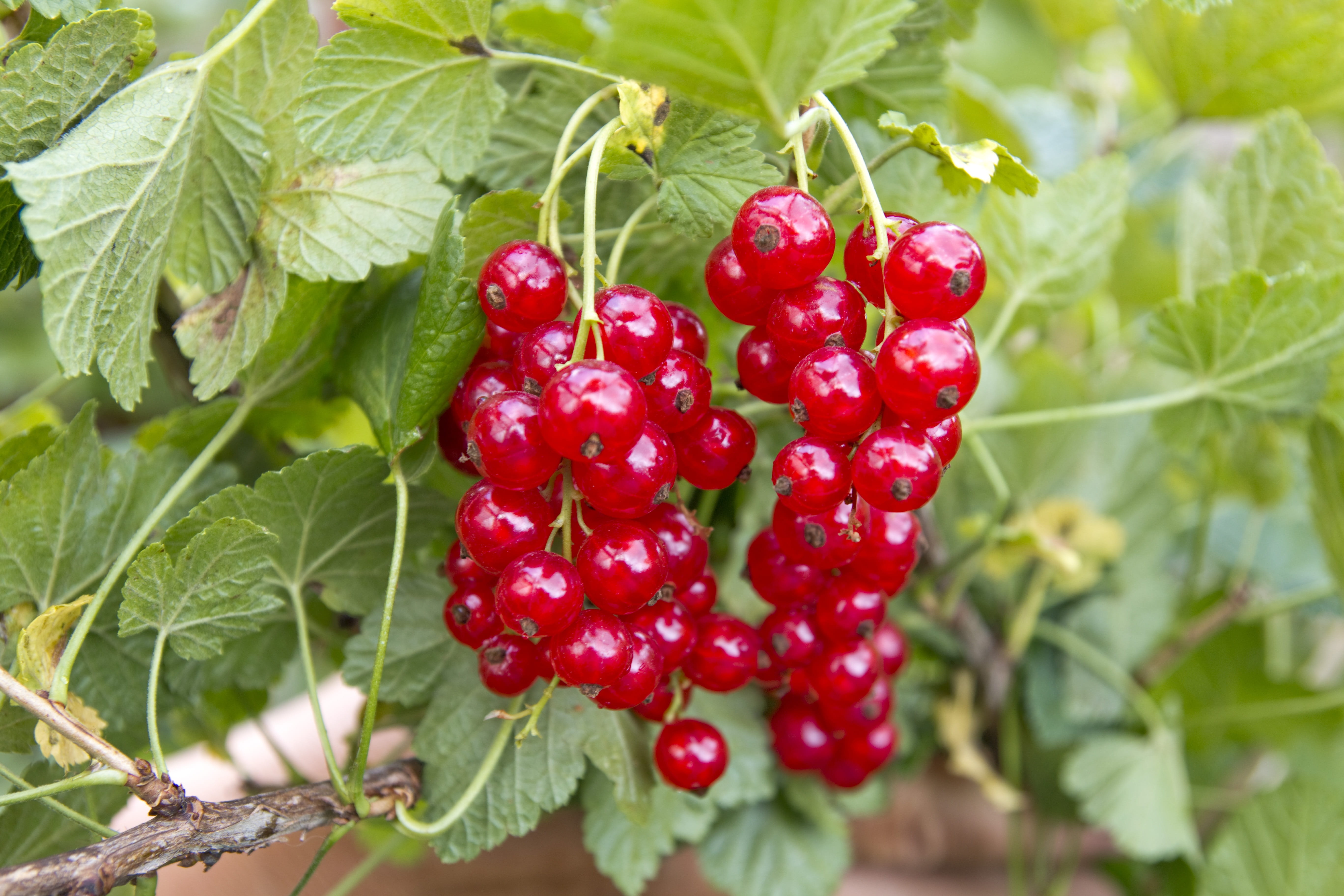 fruity, freshness, juicy, berry, organic, cluster, Garden, Currant, vegetarian, taste, rowanberry, green color, summer, delicious, currant, pick, berries, HD Wallpaper