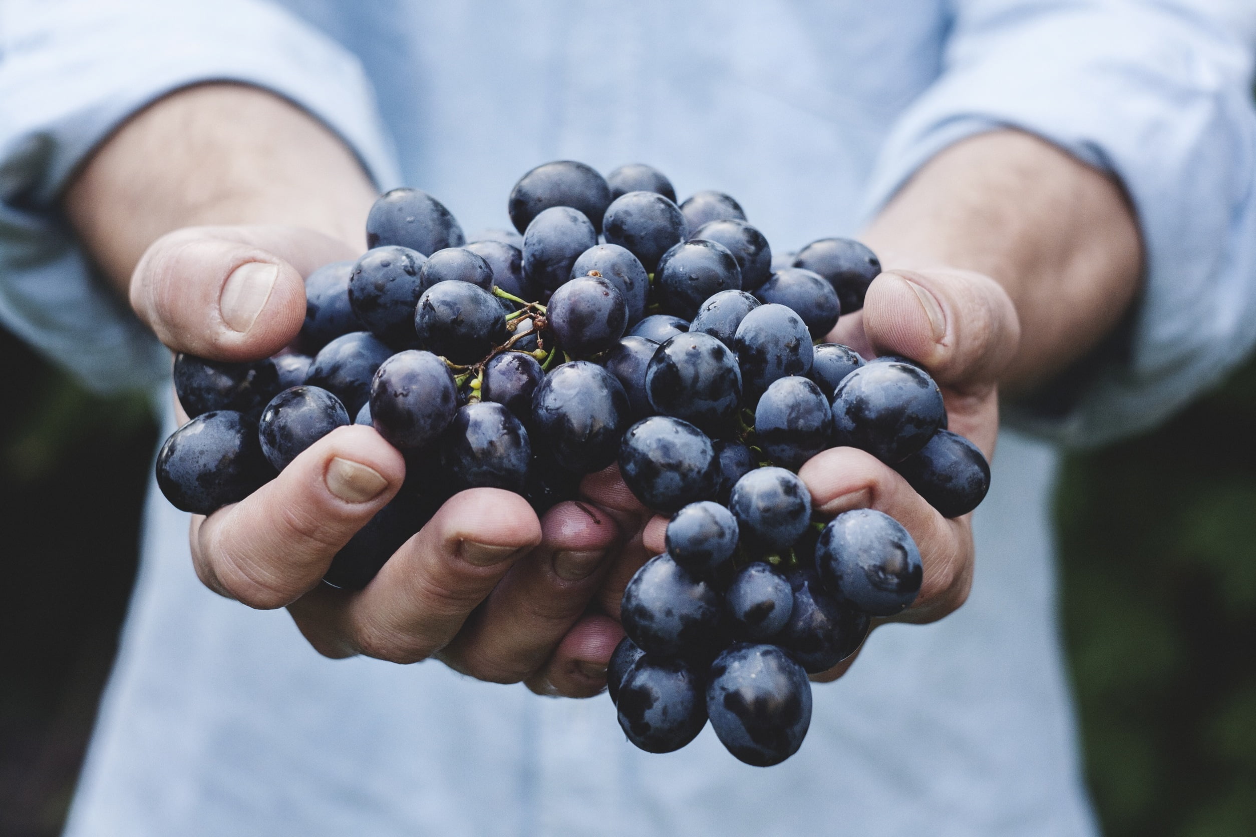 sweet Food, hands, grape, agriculture, nature, gourmet, grapes, organic, outdoors, day, ripe, hand, men, vine, blueberries, finger, crop, human body part, HD Wallpaper