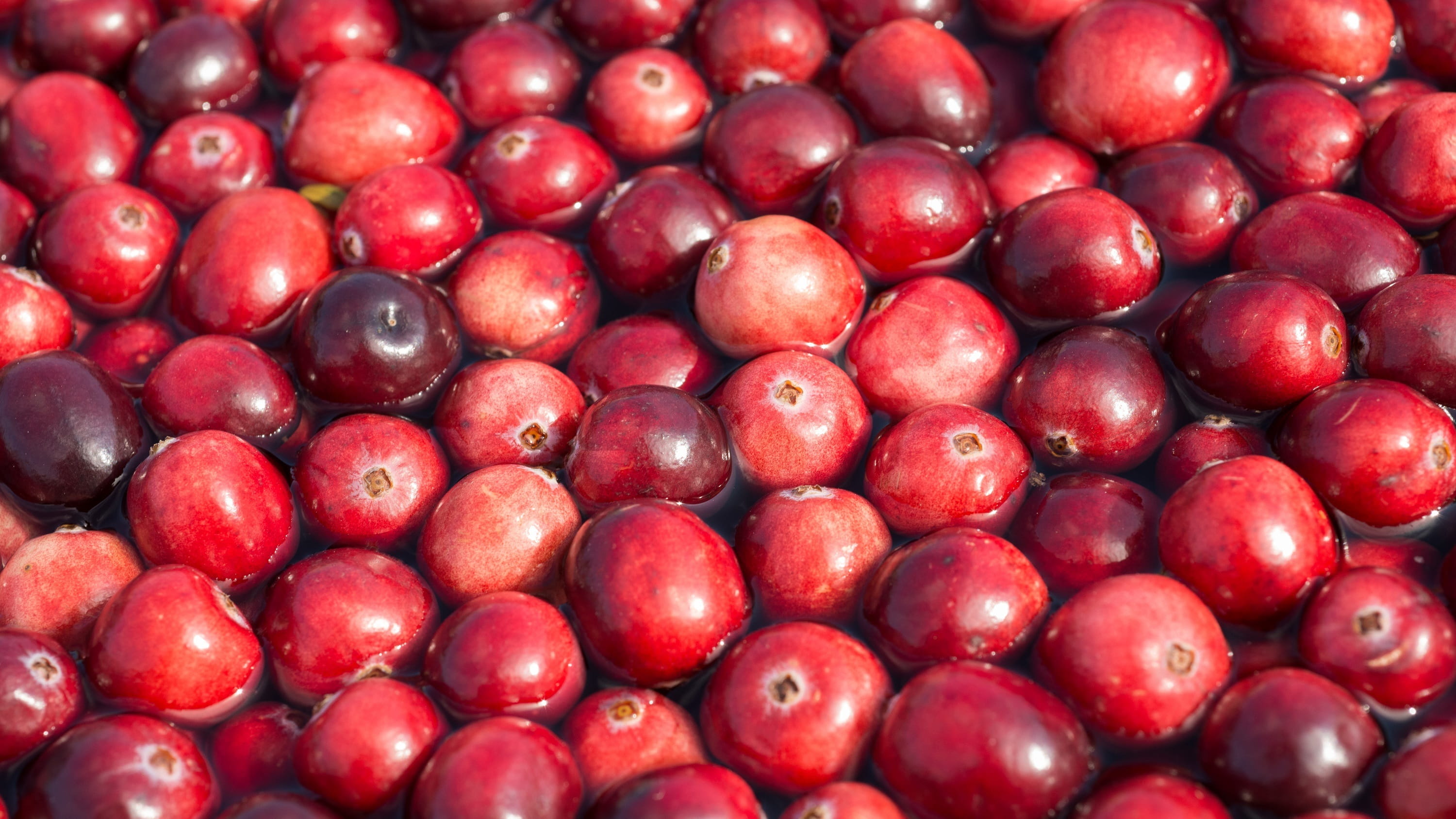 2K, wellbeing, floating, freshness, no people, full frame, harvest, ingredient, food and drink, backgrounds, berries, picked, indoors, red, fruit, fresh, HD Wallpaper