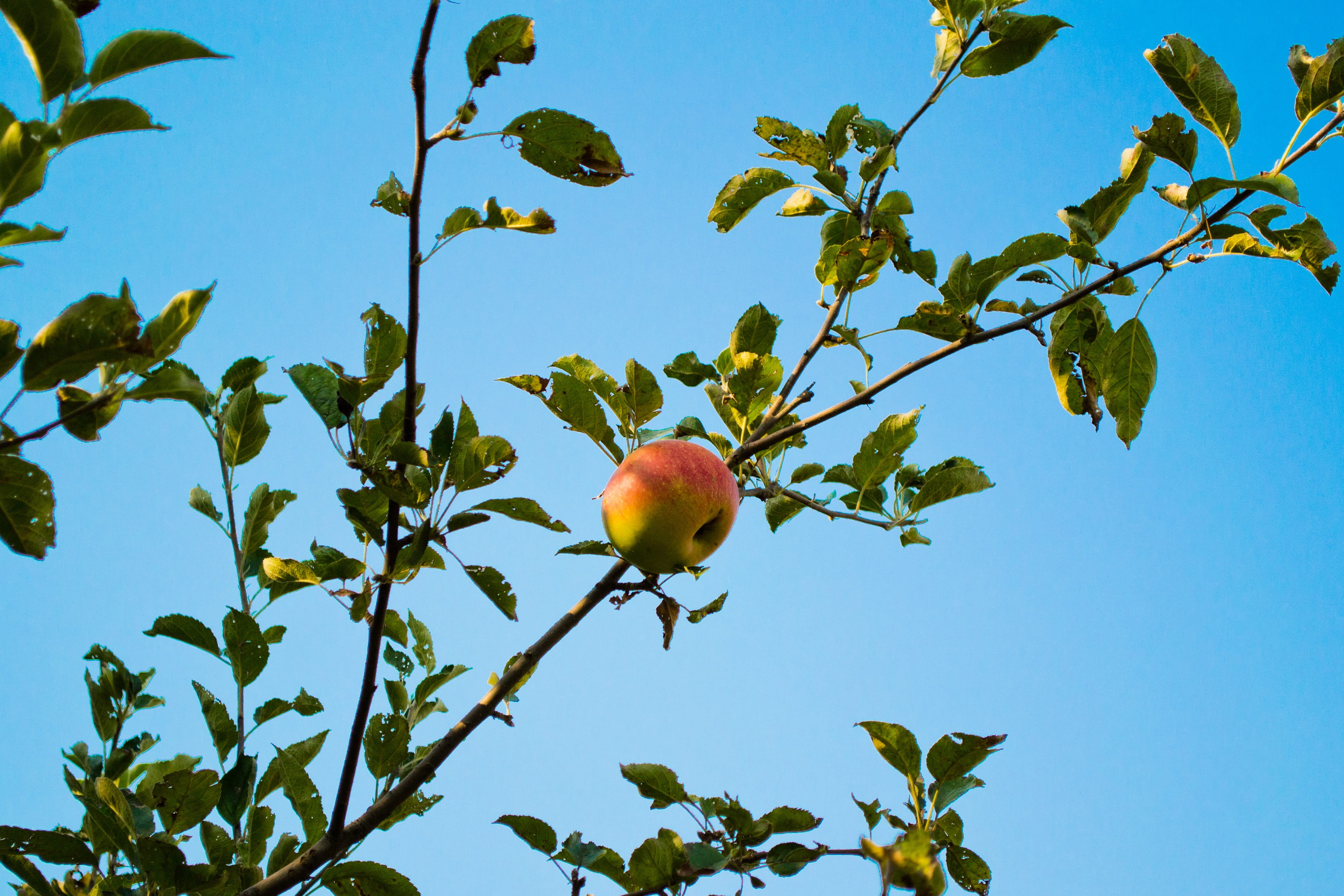 picking, branch, no people, low angle view, apple, food and drink, fresh, apple - fruit, fruit tree, growth, red, 4K, day, outdoors, healthy eating, food, HD Wallpaper
