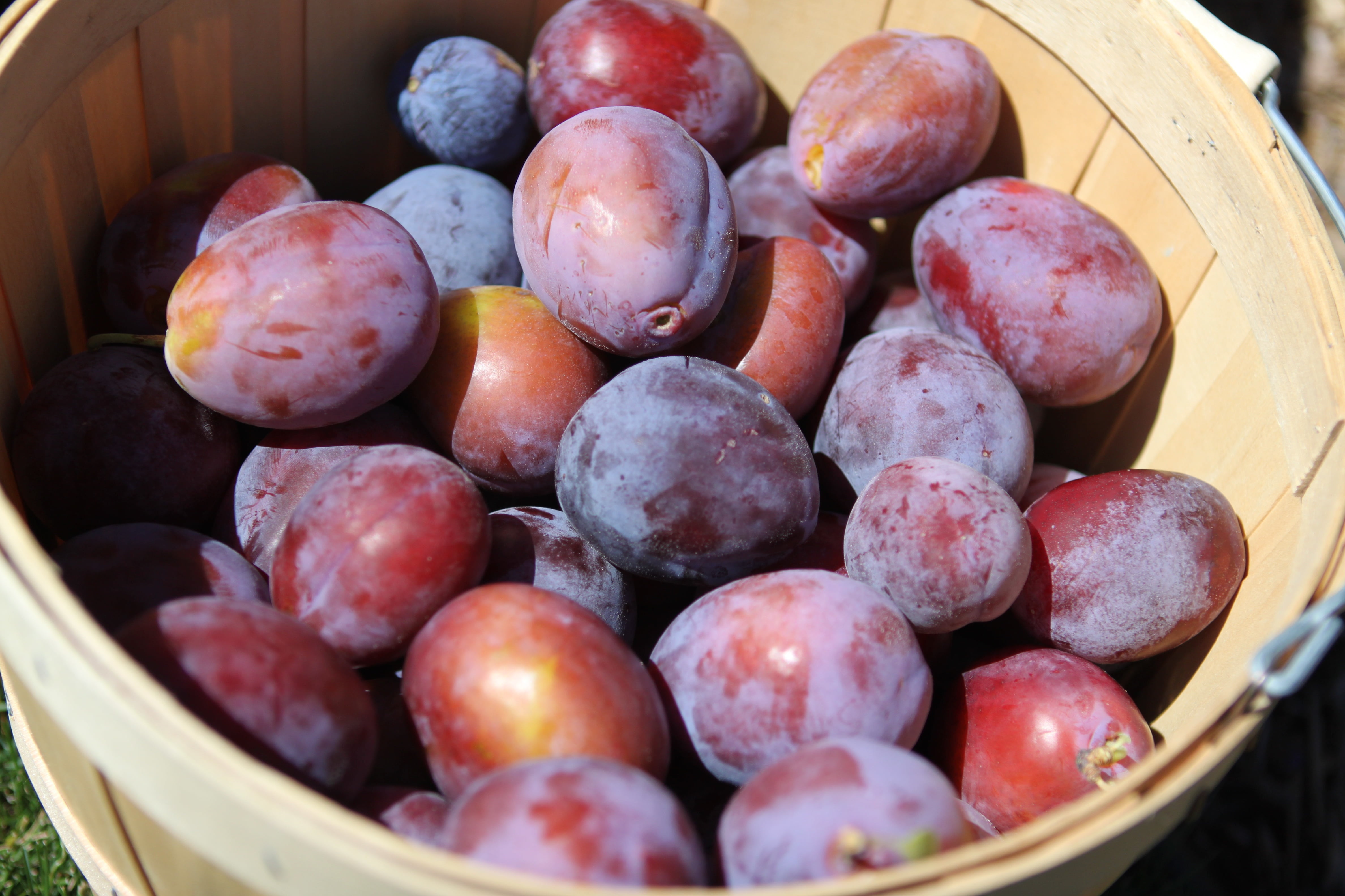 gardening, orchard, still life, fall, container, prune, plums, fresh, harvest, bushel, outdoors, grape, abundance, season, close-up, 4K, nature, freshness, HD Wallpaper