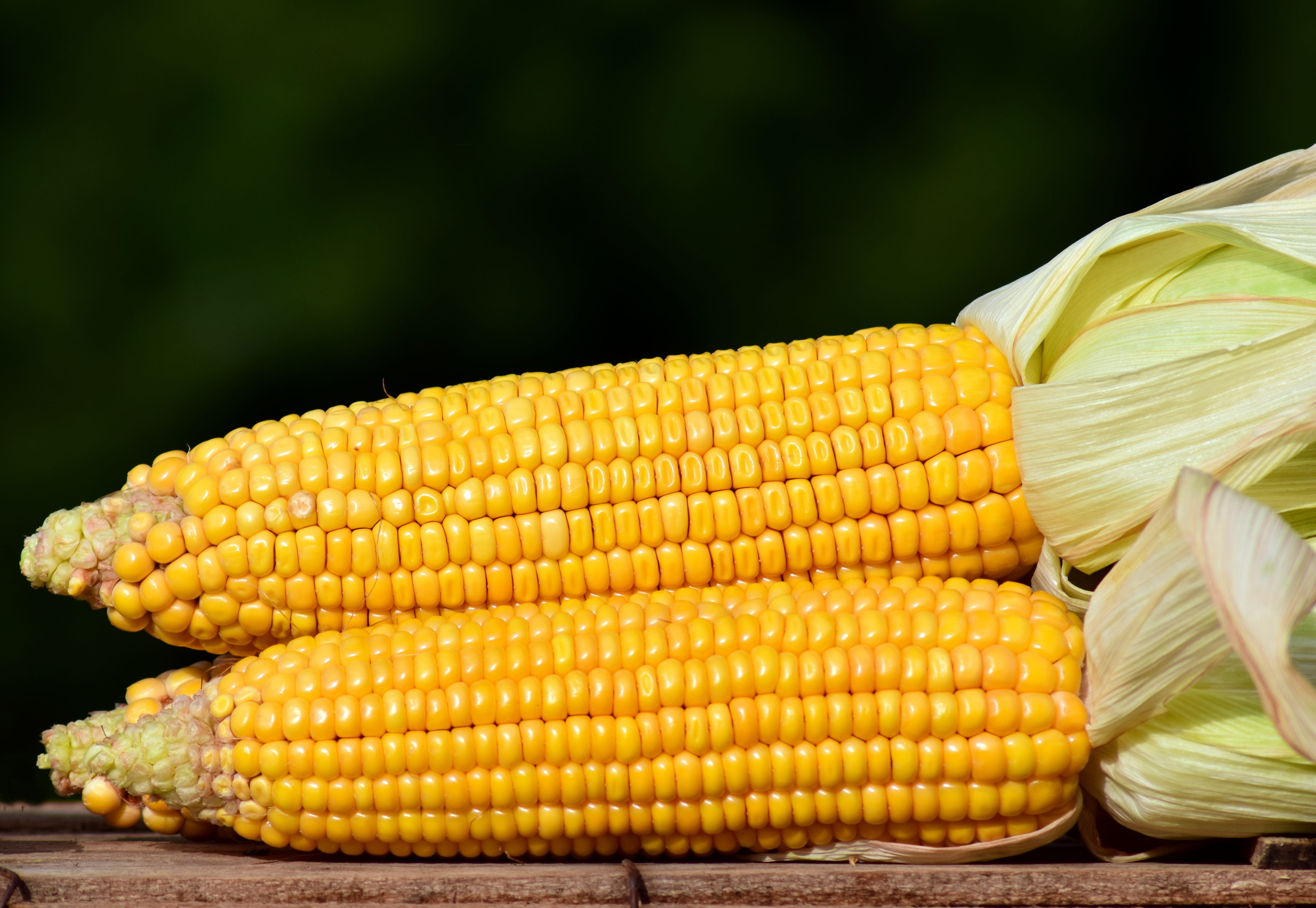 wellbeing, eat, vegetable, shallow, vegetable mais, corns, grain, raw food, 5K, autumn, close-up, cereals, food and drink, cereal plant, corn on the cob, HD Wallpaper