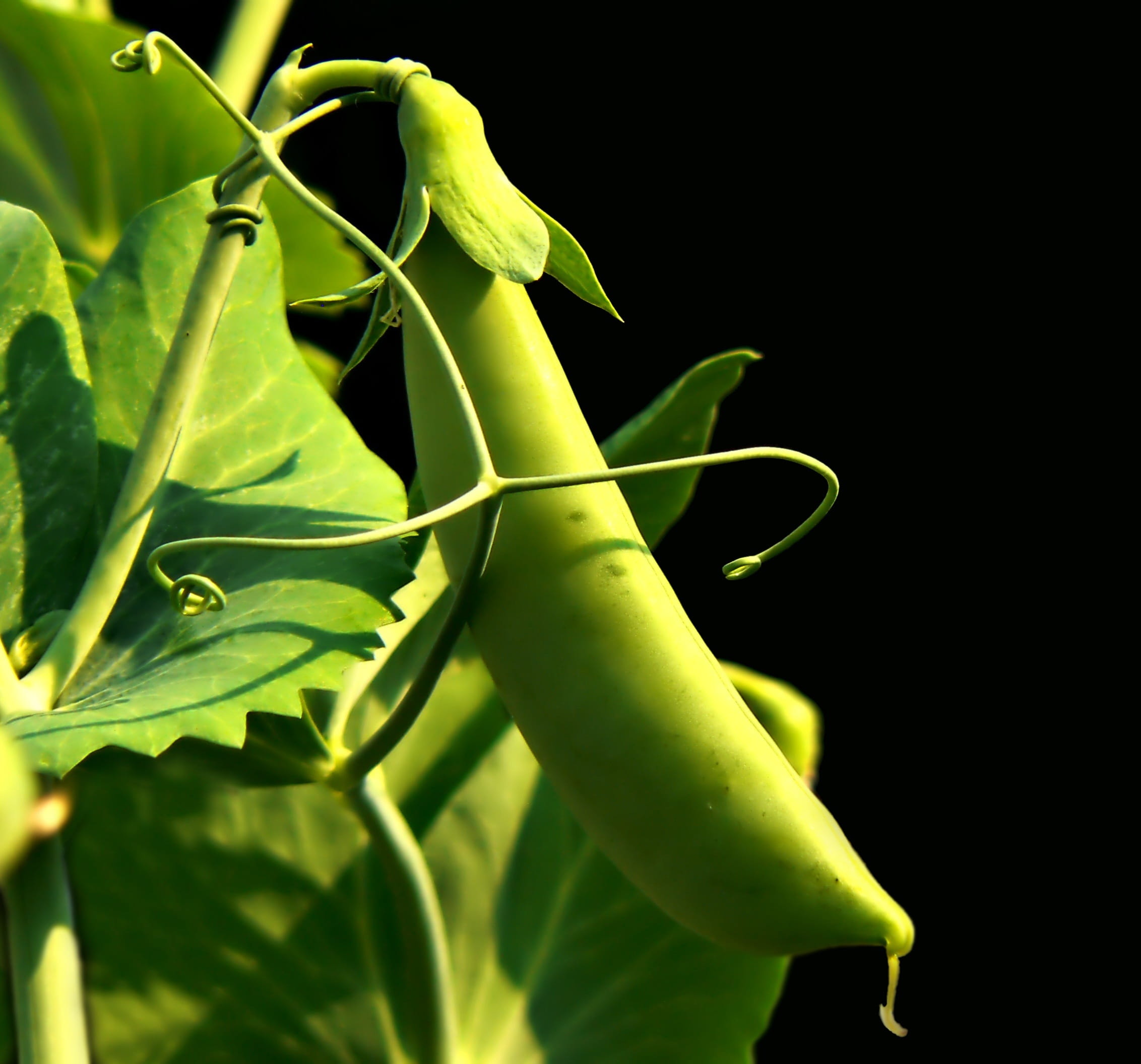 plant stem, focus on foreground, botanical, stem, food, selective focus, outdoor, green color, cultivated, leaf, food and drink, freshness, tubular, sweet, HD Wallpaper