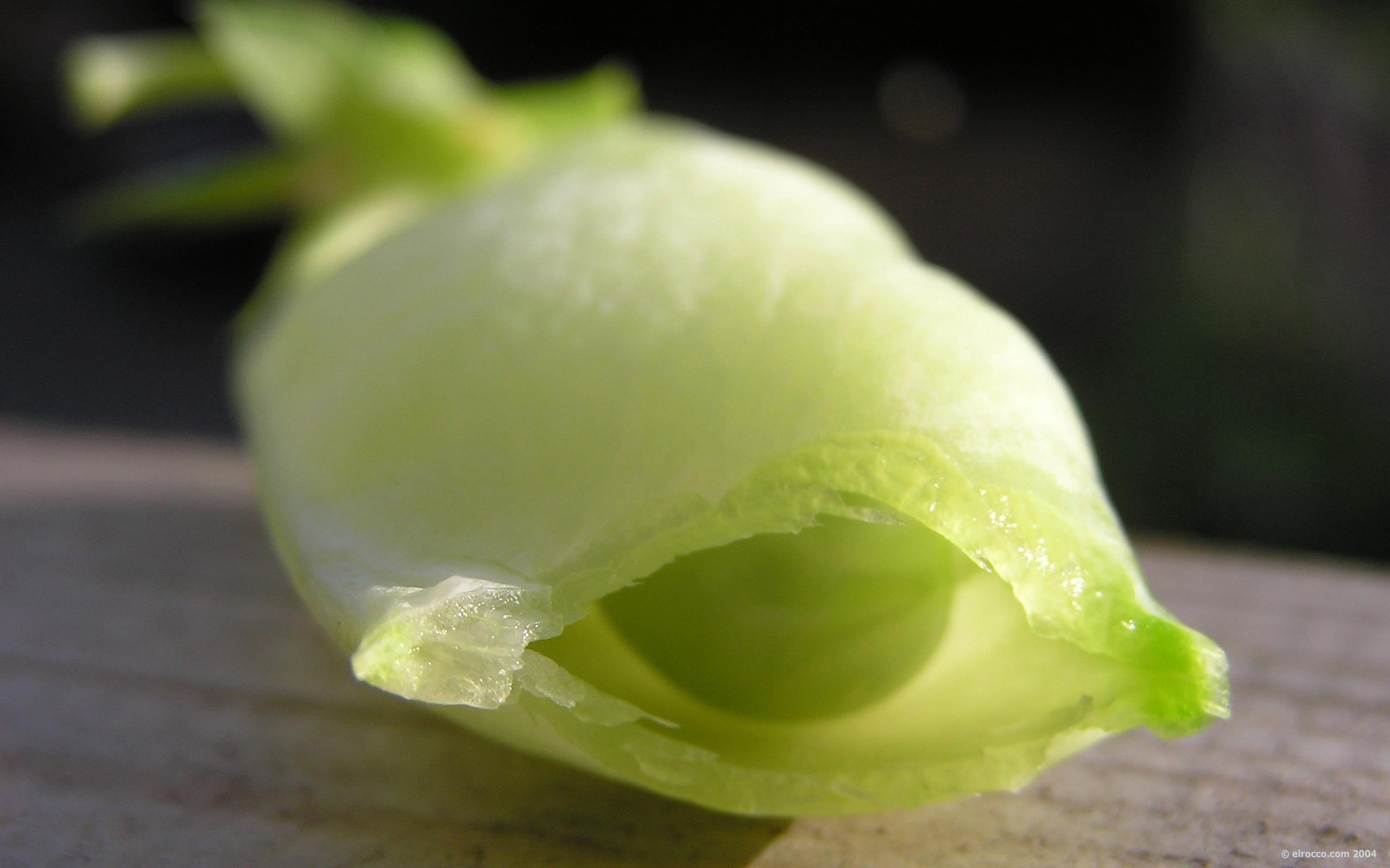 single object, healthy eating, vegetable, 2K, drop, water, plant, day, outdoors, freshness, green color, focus on foreground, close-up, wellbeing, leafed, HD Wallpaper