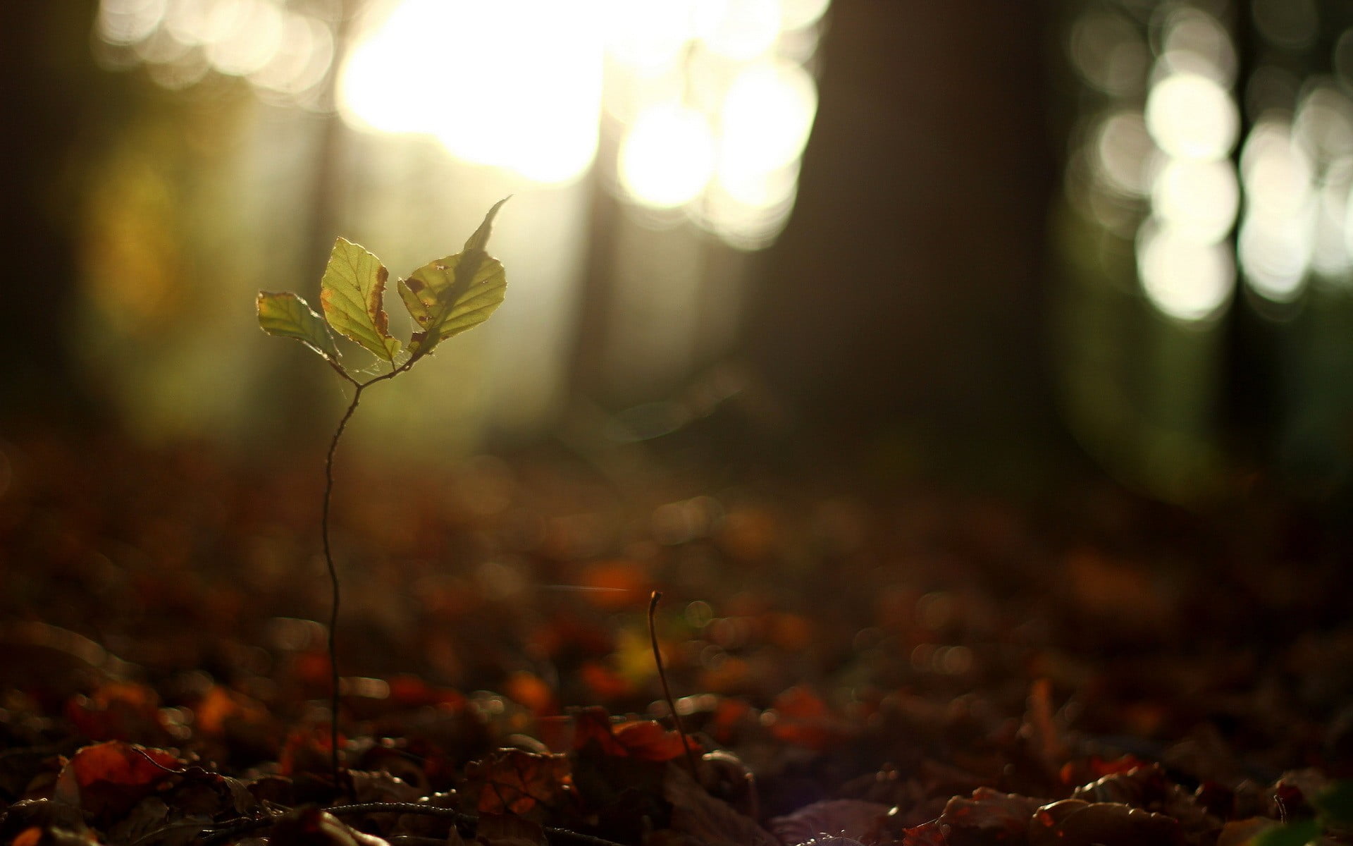 plant, focus on foreground, leaf, change, autumn, day, close-up, flower, green, leaves, land, growth, vulnerability, tranquility, nature, plants, field, HD Wallpaper