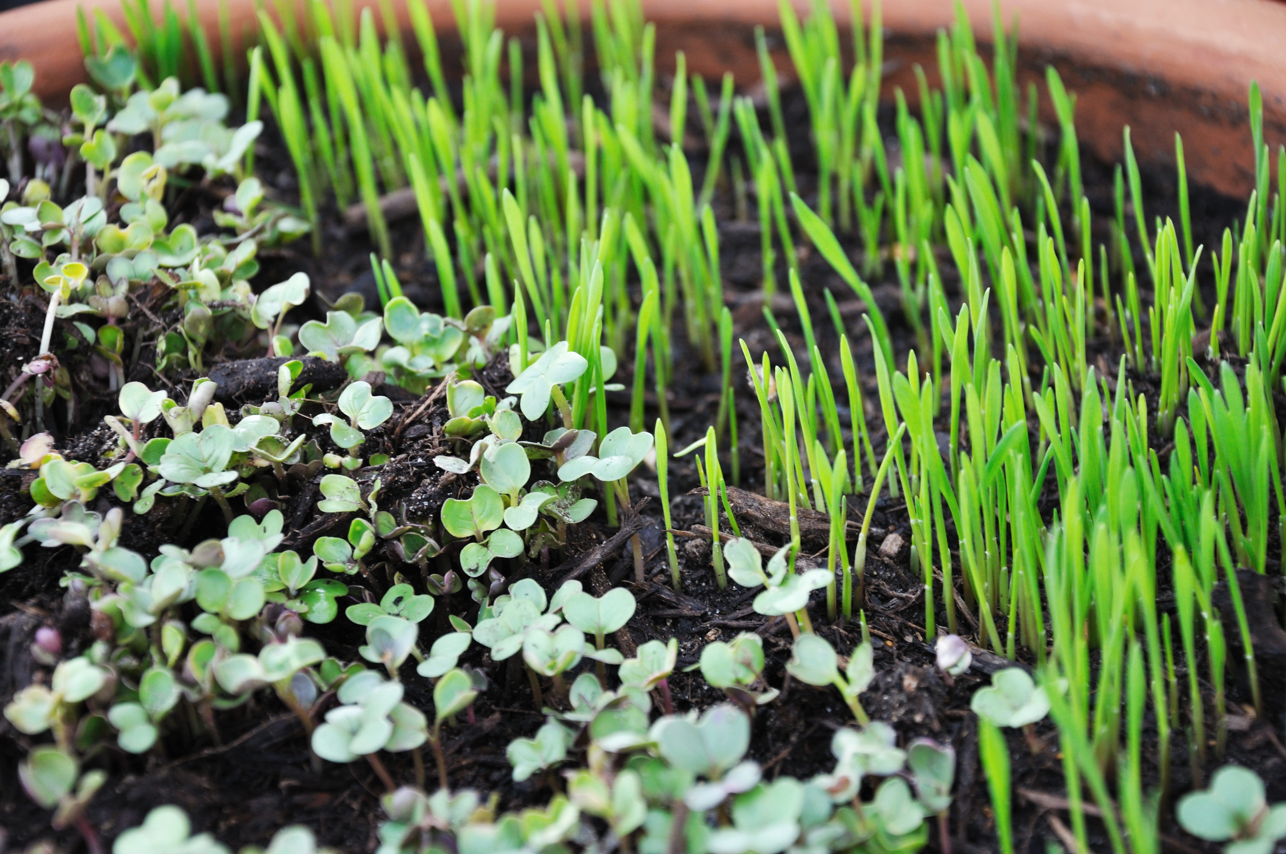 fragility, field, sprout, close-up, Greens, beauty in nature, day, no people, plant, growing, 4K, grass, vulnerability, growth, green color, agriculture, HD Wallpaper