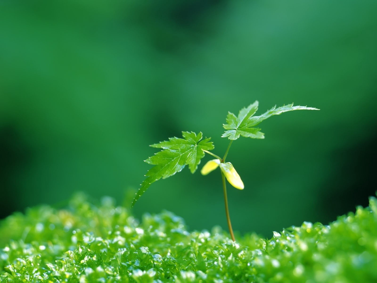 dew, new Life, freshness, leaf, growth, environment, flowering plant, sunlight, macro, backgrounds, wet, no People, environmental Conservation, water, summer, HD Wallpaper
