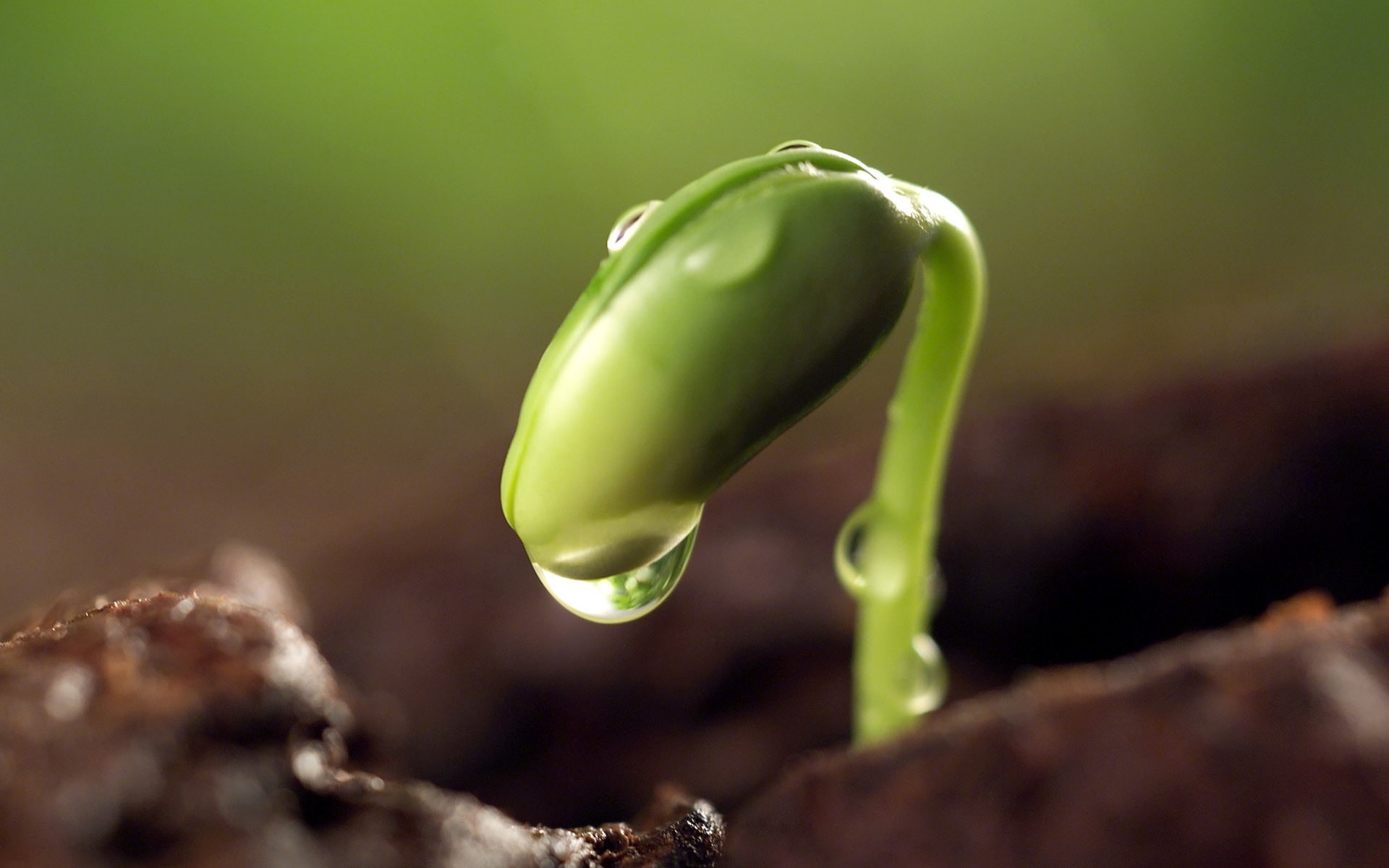 green color, no people, 1080P, plants, close-up, vegetable, fragility, focus on foreground, new life, sprout, dew, green, land, poisonous, beauty in nature, HD Wallpaper