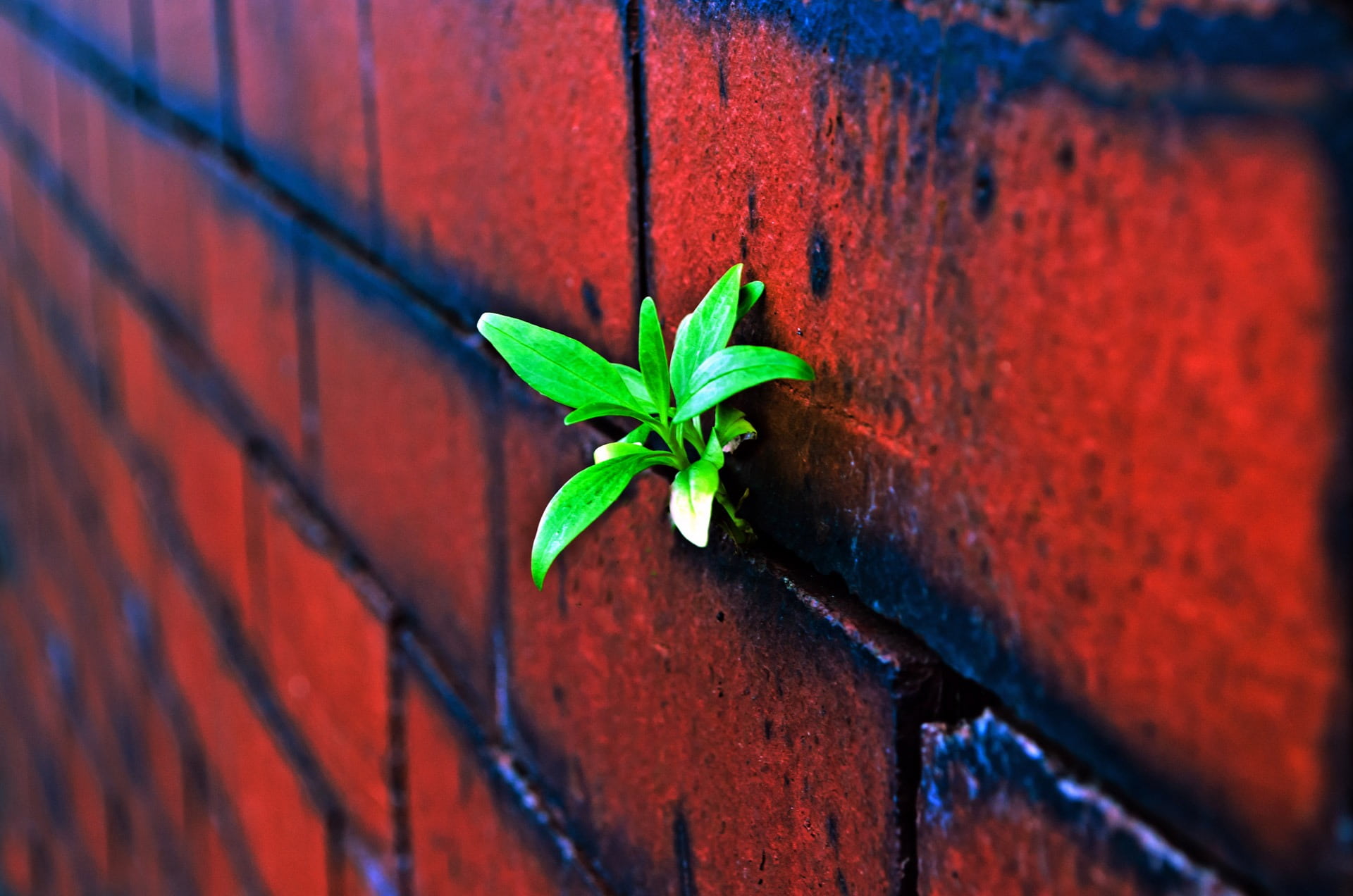 built structure, block, 1080P, spring, beauty in nature, closeup, wall, pattern, architecture, leaf, cement, brick, outdoors, day, plant, sprout, green, HD Wallpaper