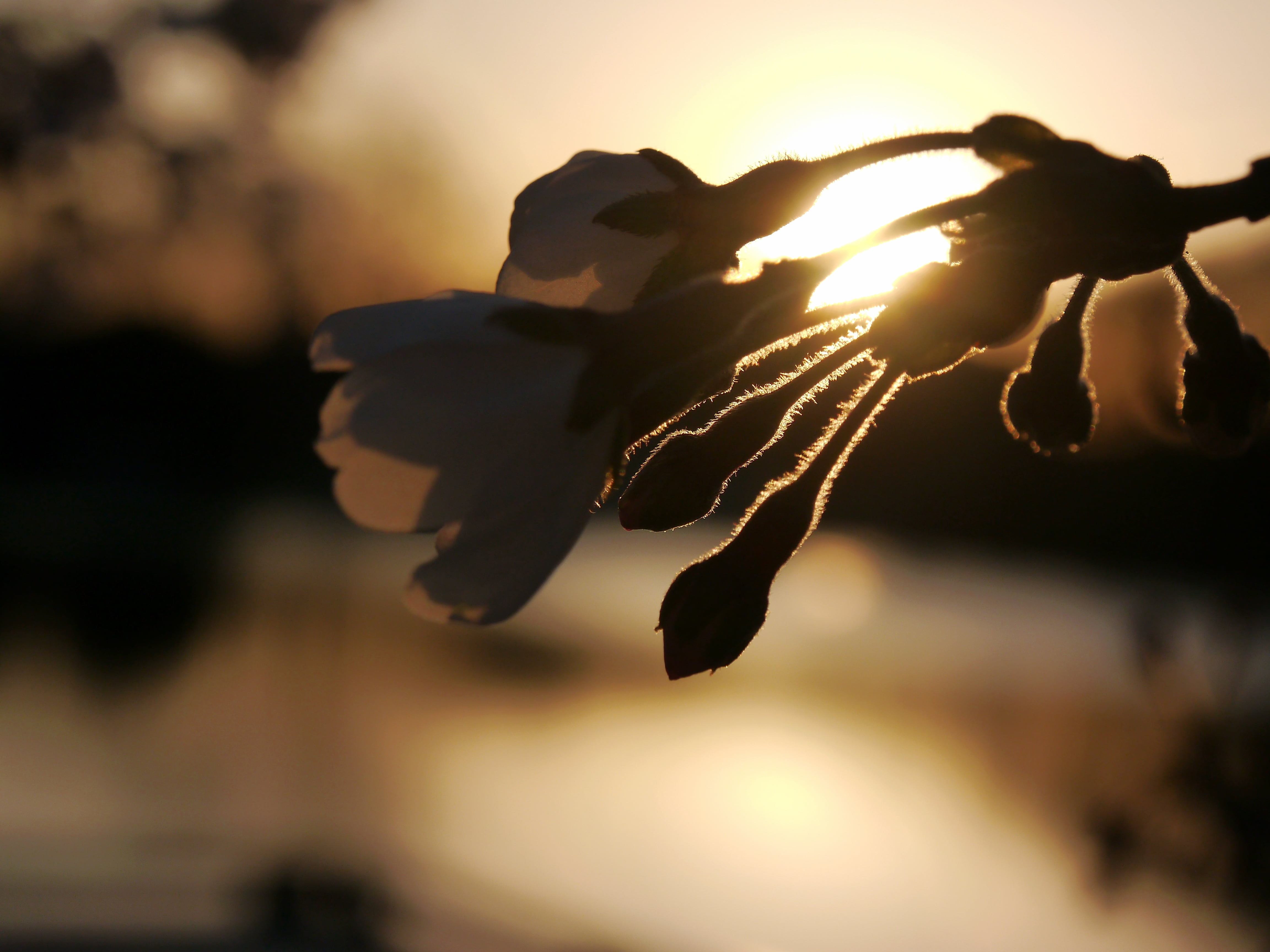 cluster, sunset, Delicate, 4K, Sprout, silhouette, flower, head, nature, sun, against the sun, HD Wallpaper