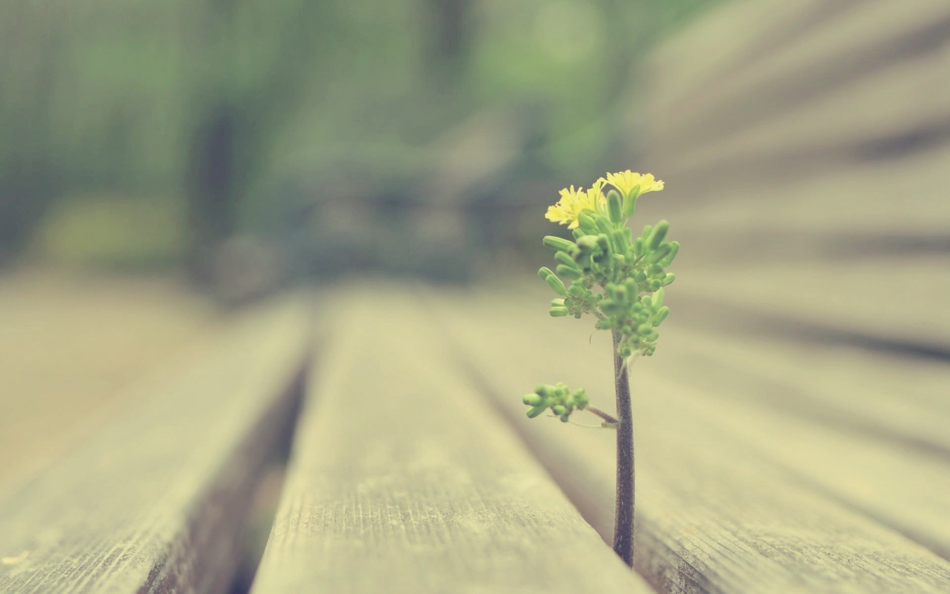 day, table, flower head, nature, growth, wood - Material, outdoors, 1080P, flowers, springtime, close-up, green Color, vulnerability, flower, wood, backgrounds, HD Wallpaper