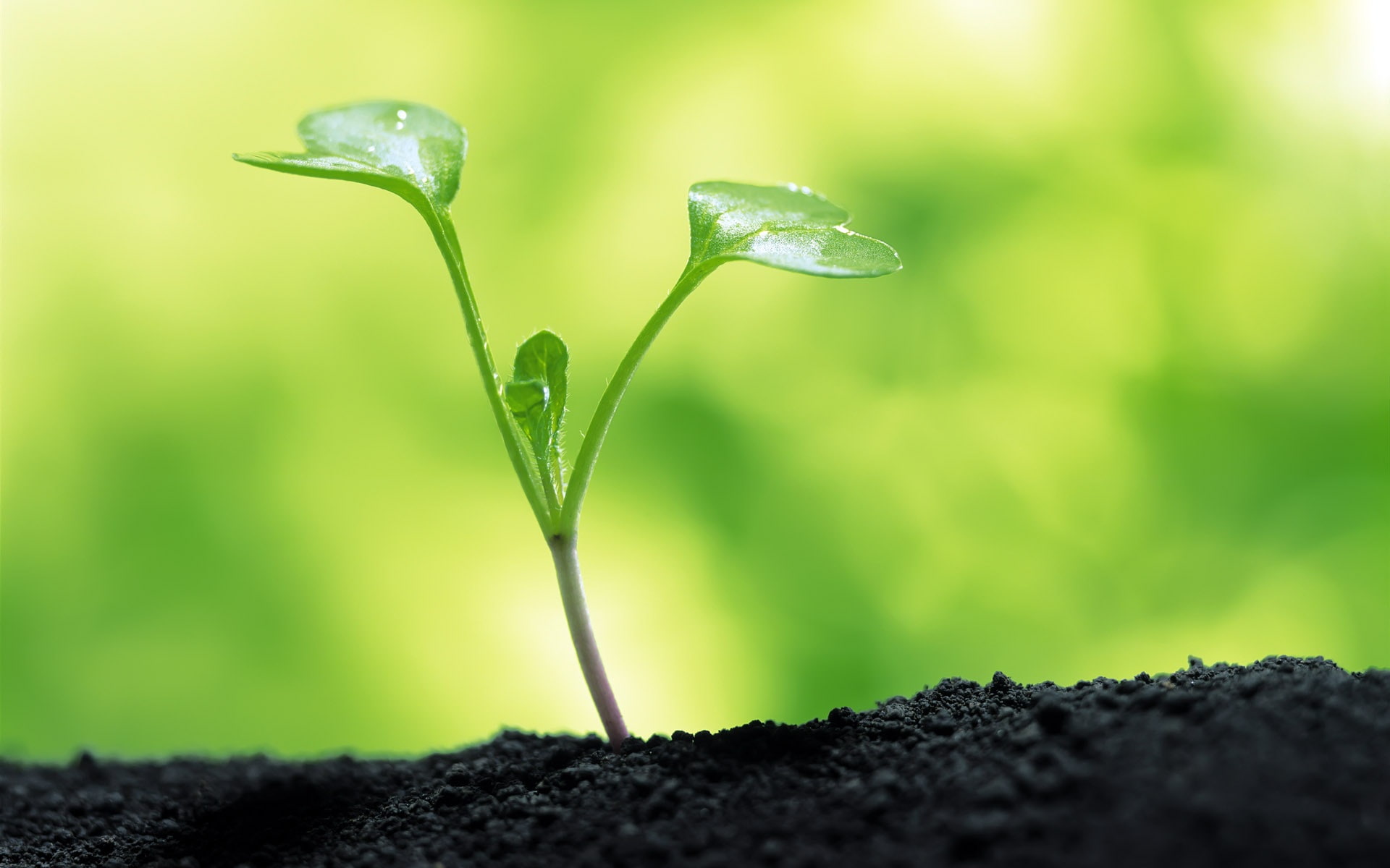 Macro, Green, Sprout, 1080P, HD Wallpaper