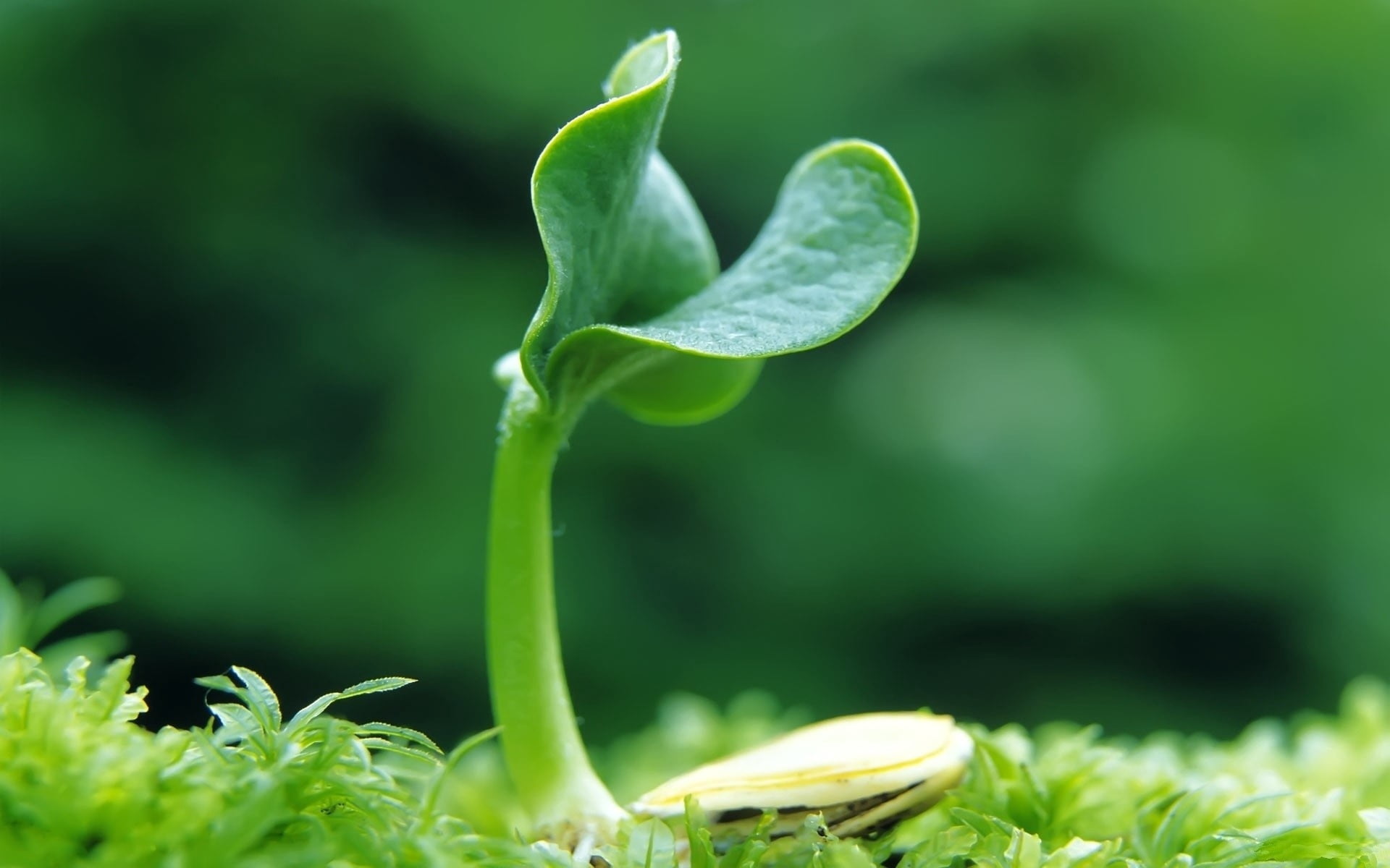 leaf, drop, springtime, day, summer, sprout, 1080P, dew, focus on foreground, spring, vulnerability, green, seedling, gardening, organic, plant part, beginnings, HD Wallpaper