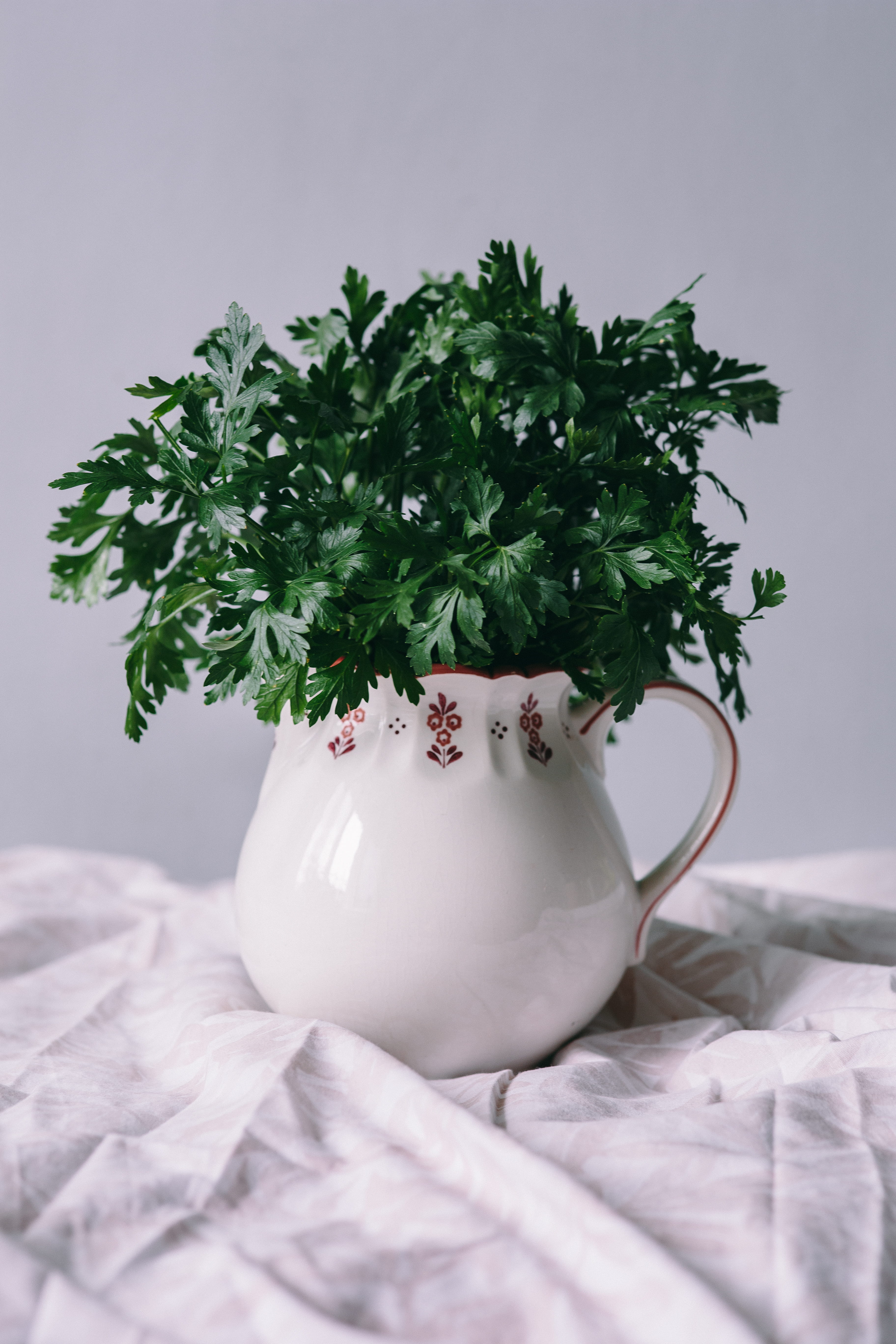 tree, day, ceramics, green peas, 5K, leaf, white background, food and drink, parslel, cup, white color, peas, still life, greenery, green, bed, plant part, Phone HD Wallpaper