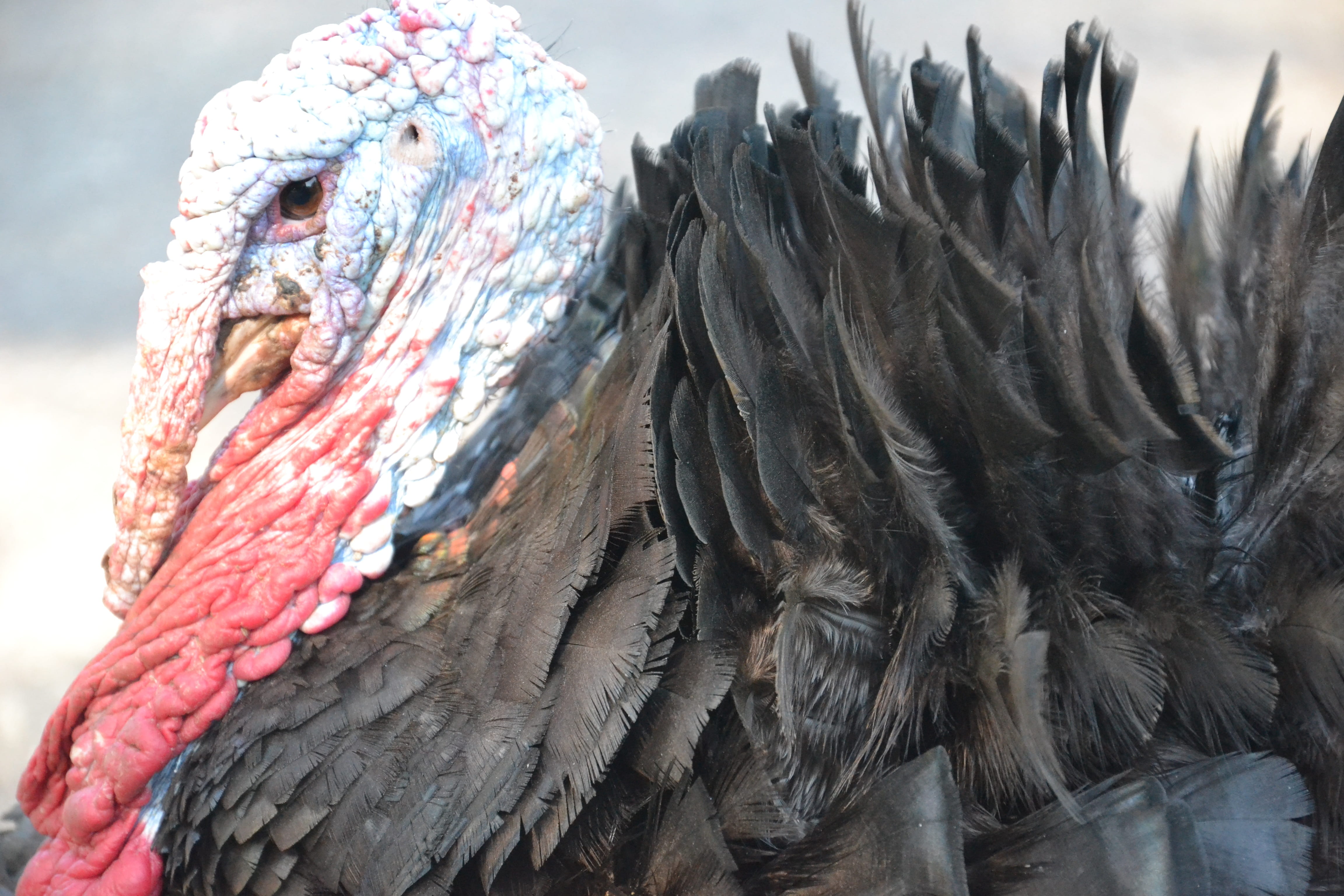 animals in the wild, shallow, close-up, multi colored, color, scarf, clothing, mammal, one animal, birds, art and craft, animal wildlife, portrait, rust, HD Wallpaper